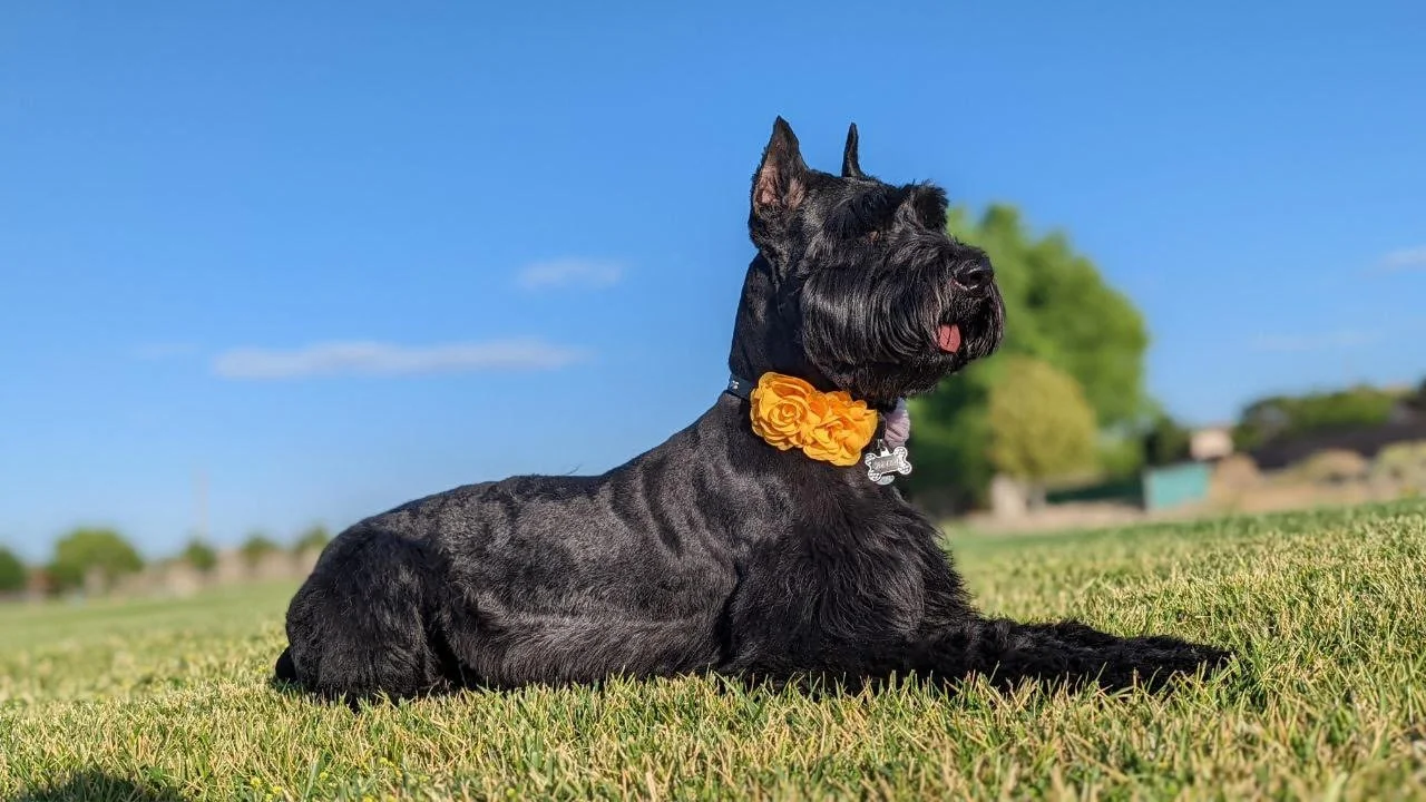 Bella.jpg