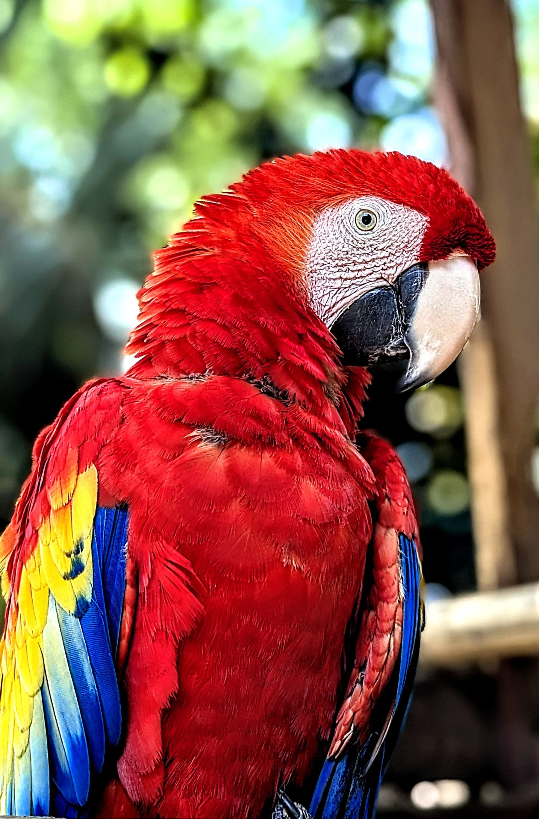 ANIMAL PORTRAITS