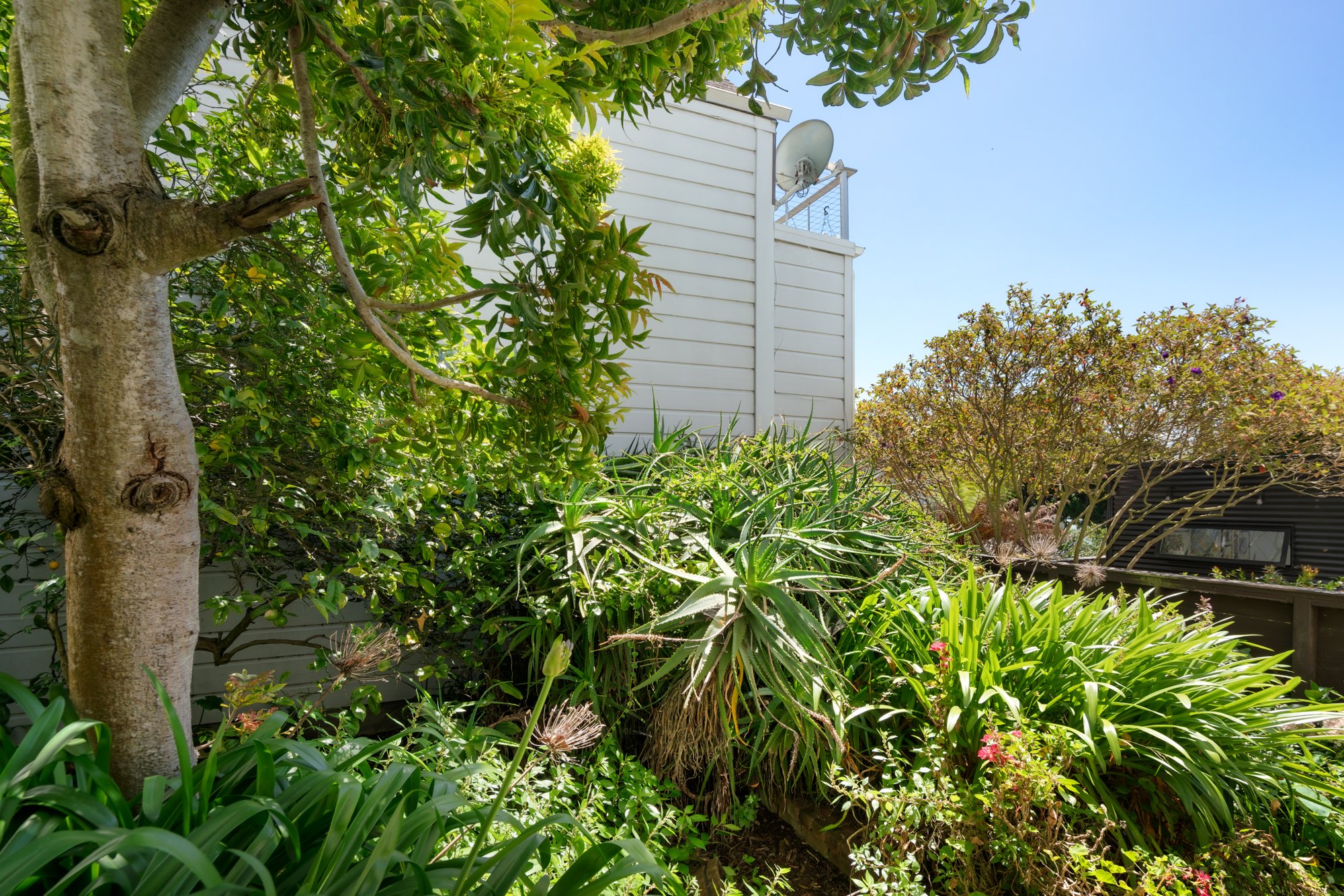 Lush backyard garden filled with trees, shrubs, and various green plants, with a white building and satellite dish visible in the background under a clear blue sky.