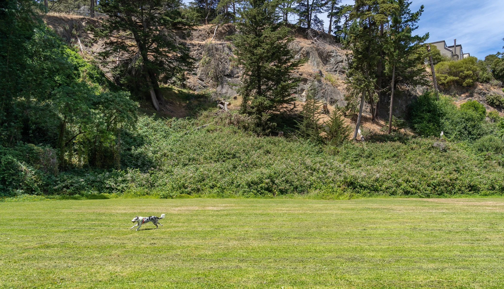 A small black and white dog running on a grassy field with trees and rocky hillside in the background.