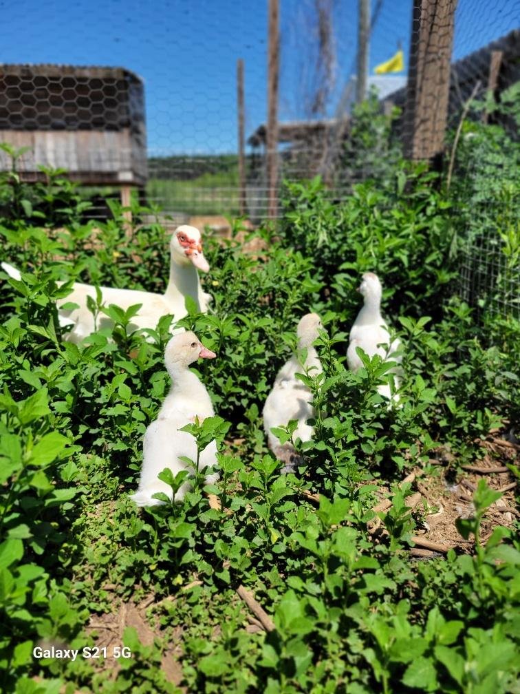 What is homesteading and why would anyone do it?