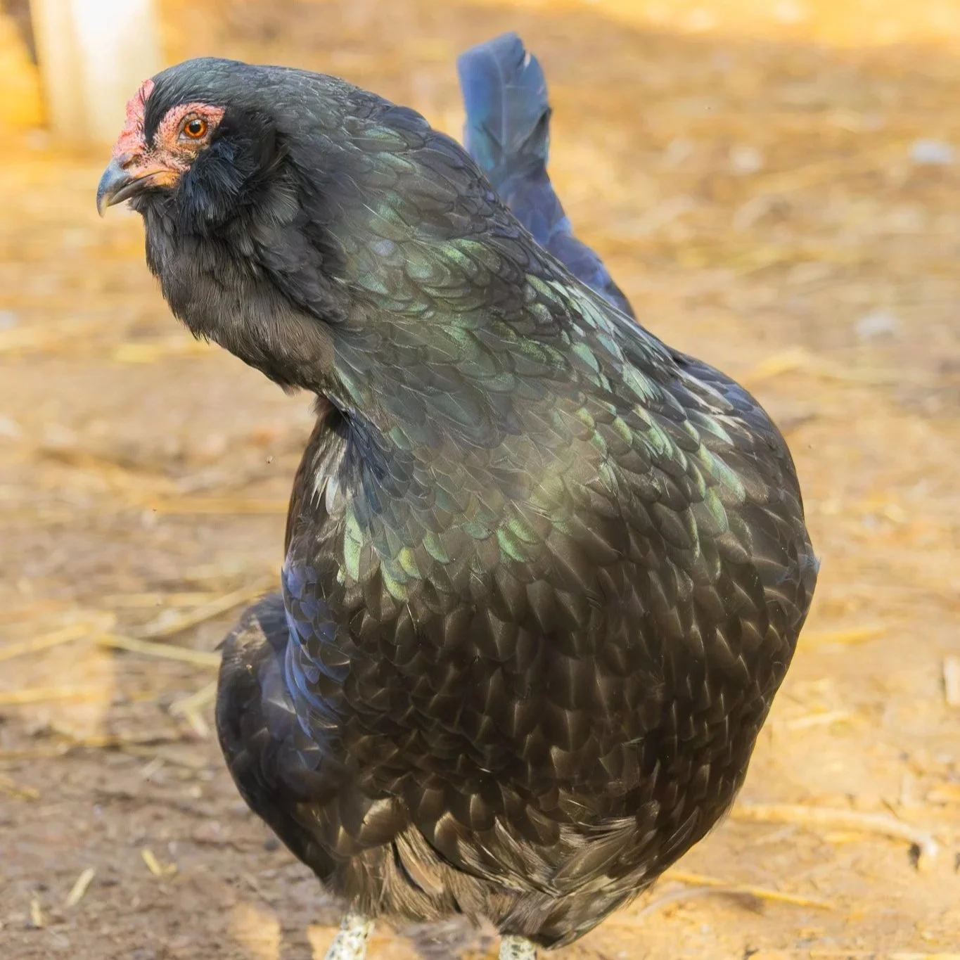 Homesteading on a Budget: Thrifty Tips for Young Families Starting Out