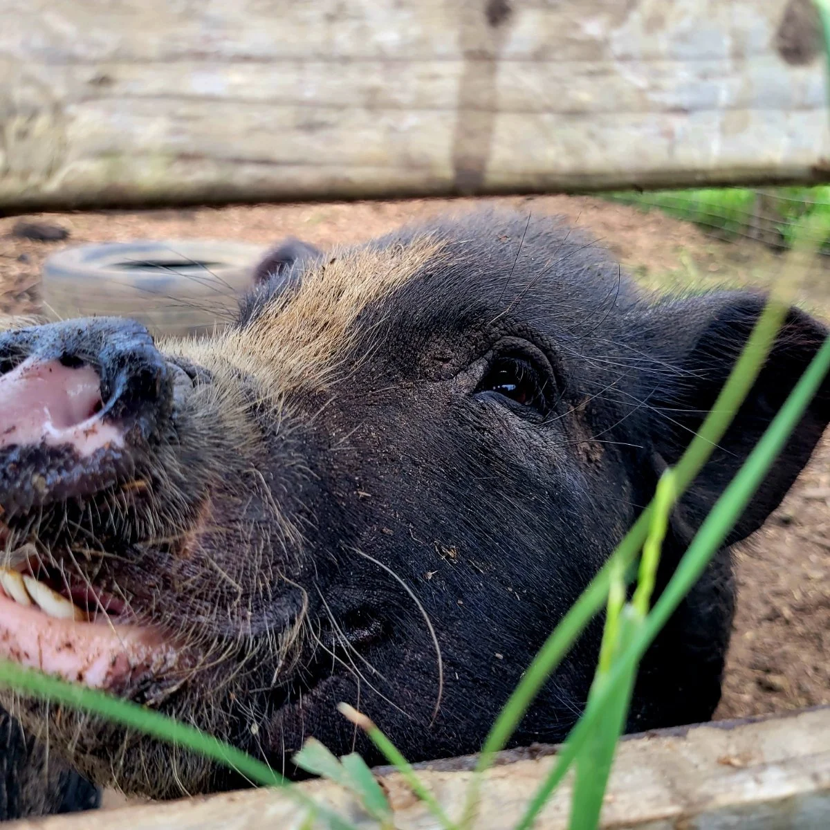 Close-up of a pig's face with a black and pink snout, lying on the ground behind a wooden fence, with green grass nearby.