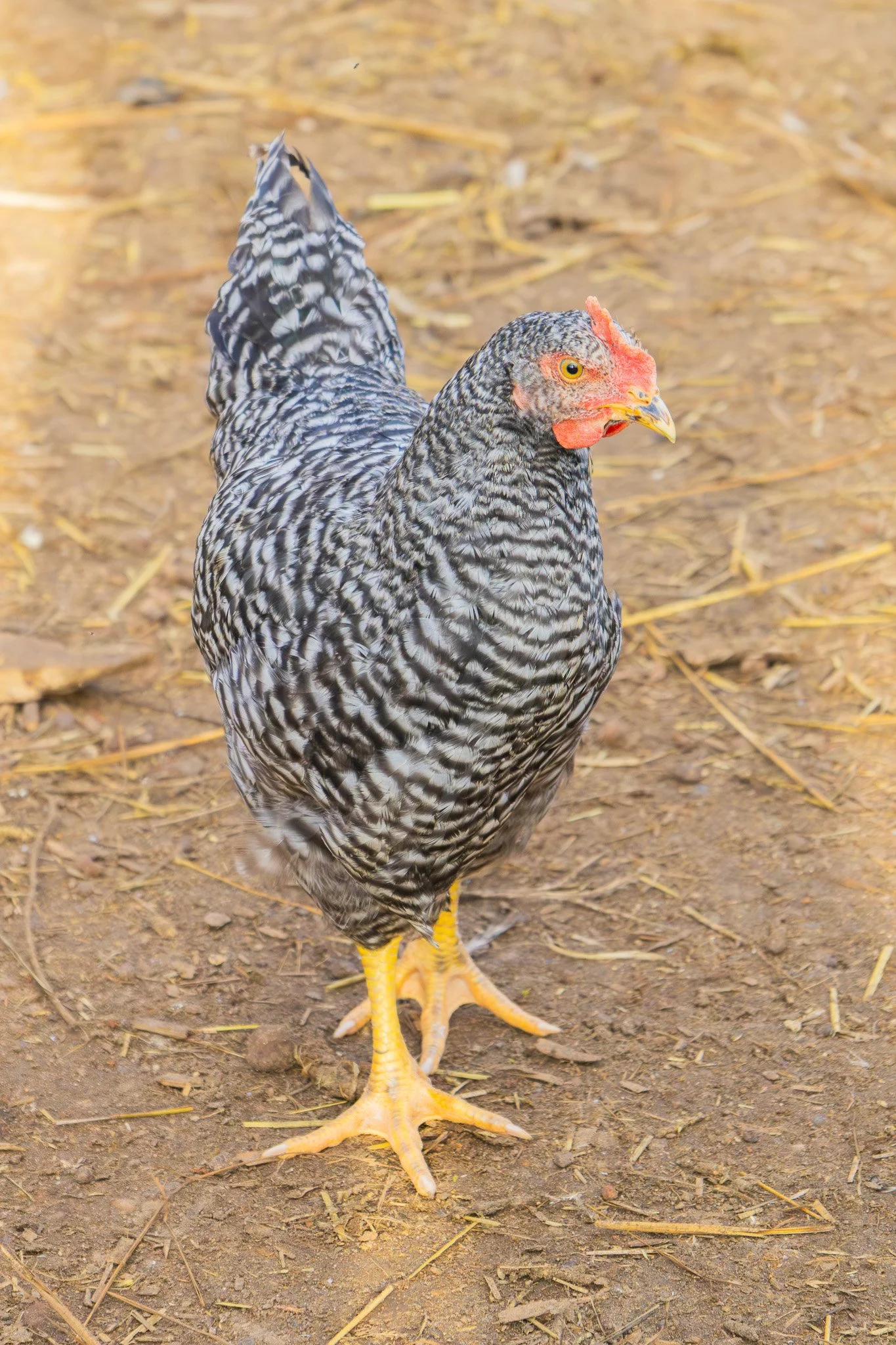 A speckled chicken standing on dirt ground with scattered straw and small rocks.