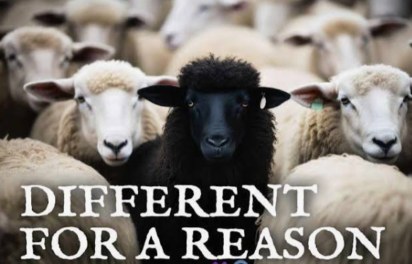 Black Sheep of the Family