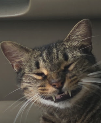 Countess Catula