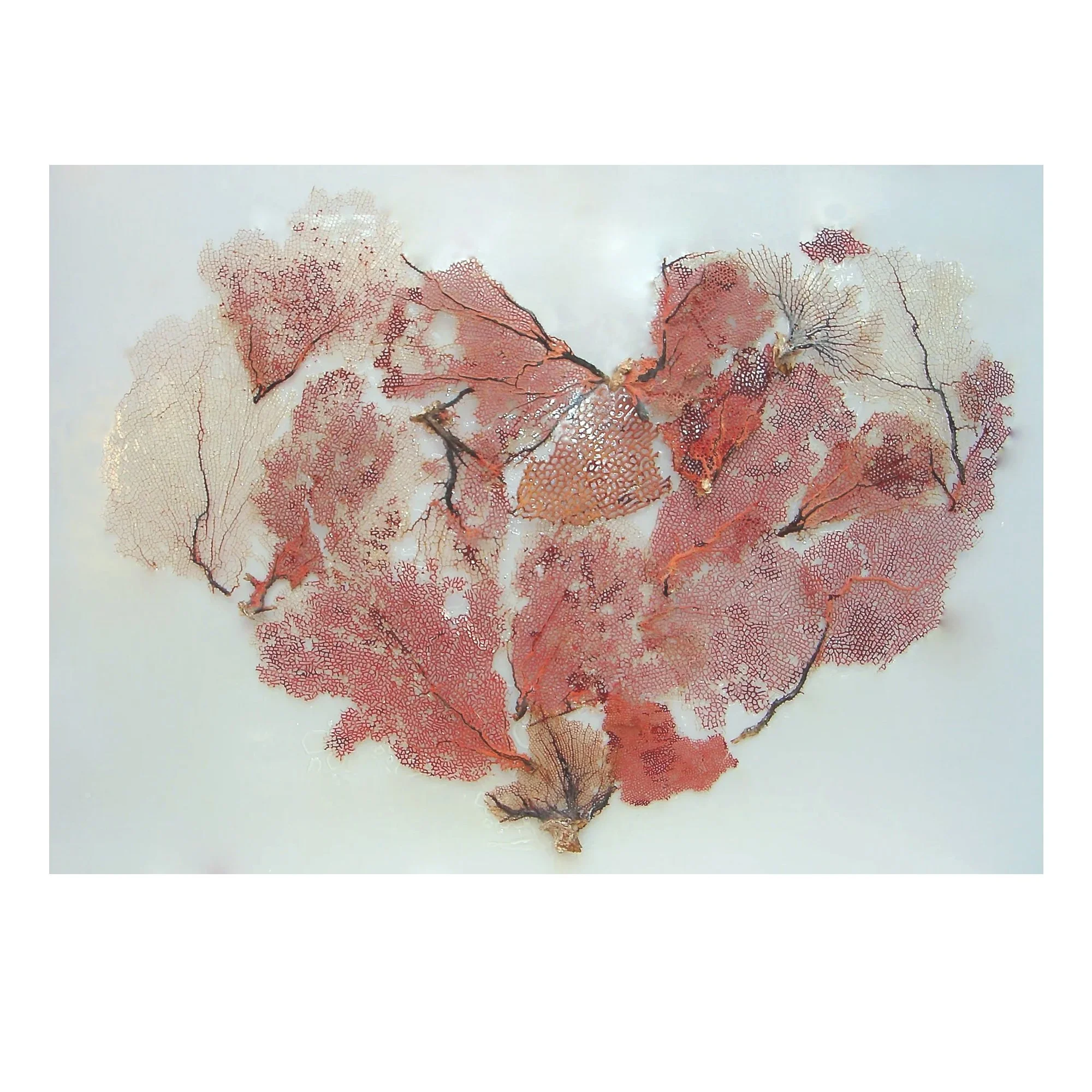 Coral heart .jpg