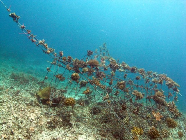 manta with coral.jpeg