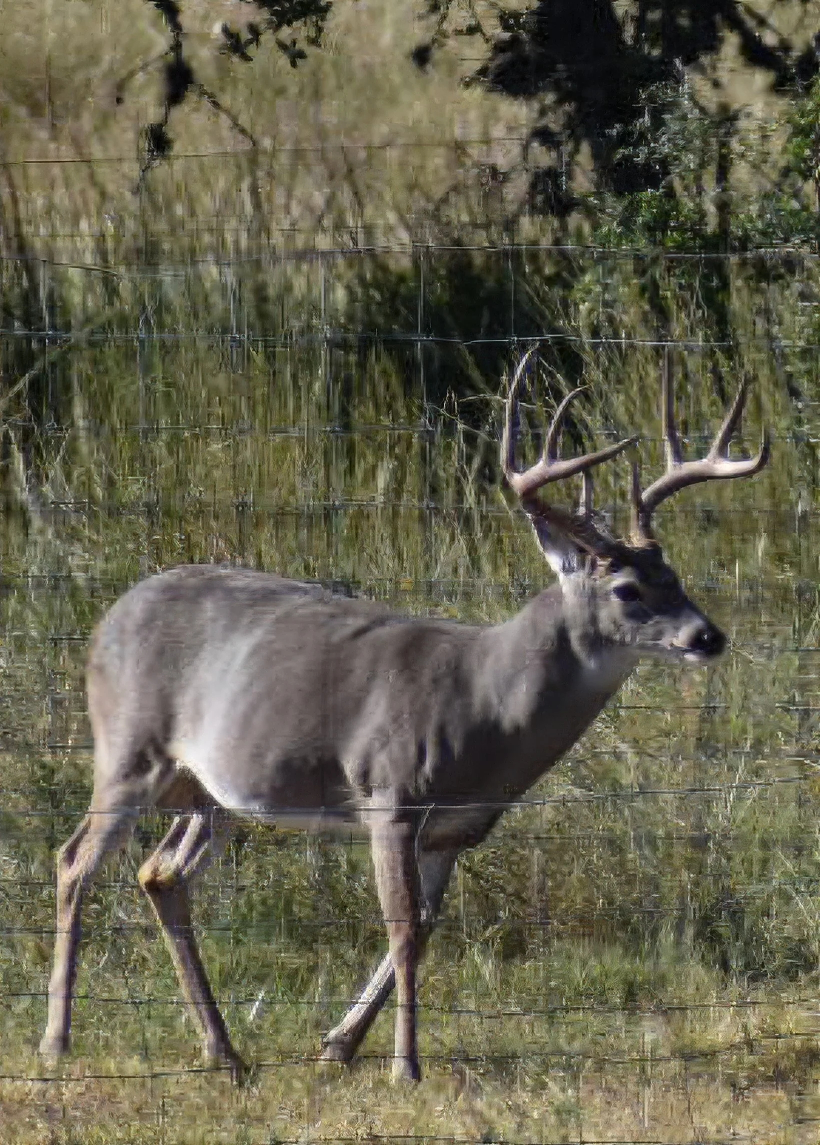 A White-Tail Buck standing at a Barb Wire Fence on a Ranch