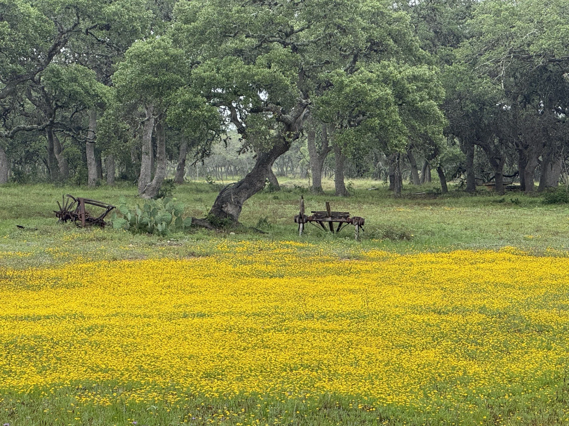 A scenic landscape featuring a field of yellow flowers in the foreground, with a grove of trees in the background, some with twisted branches and lush green foliage.