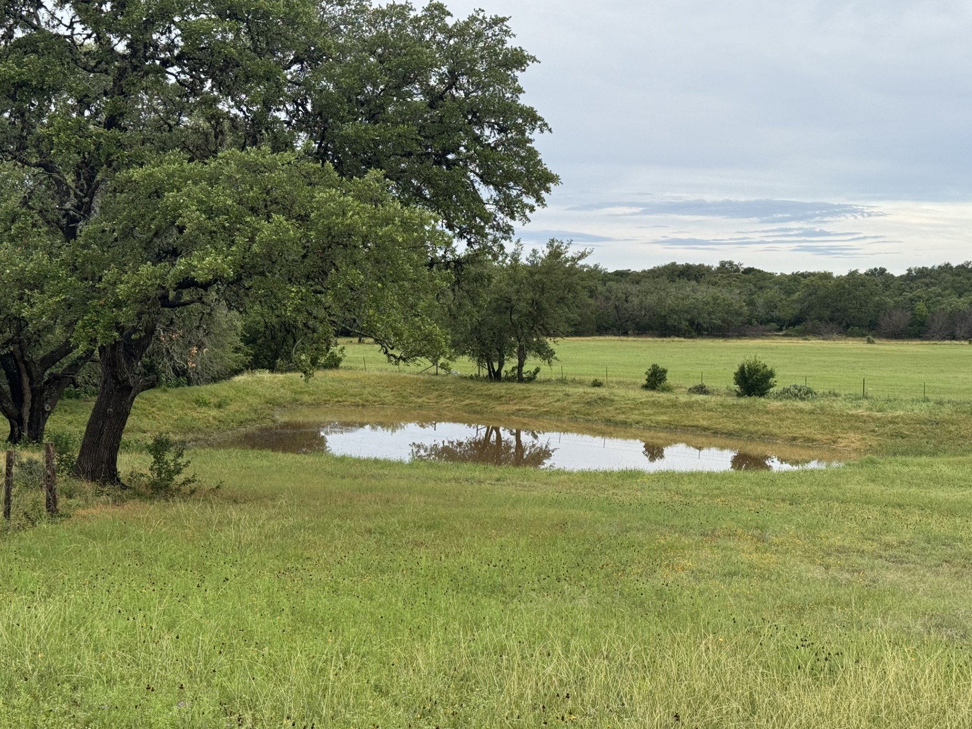 Nature around the ranch, walking through a lush green field with a large tree on the left partially framing a small pond. Trees as far as the eye can see. Mann Ranches can help you find your very own ranch life