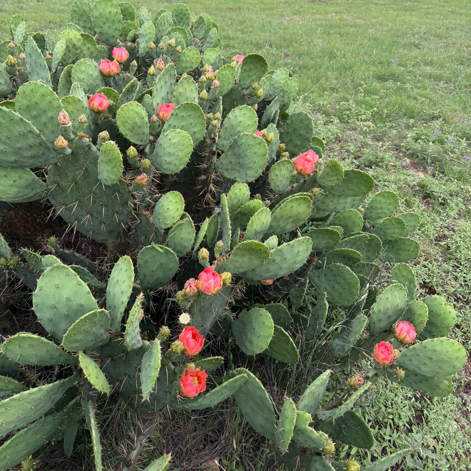 Prickly Pear Cactus with Pink Blooms on a ranch in Texas Hill Country