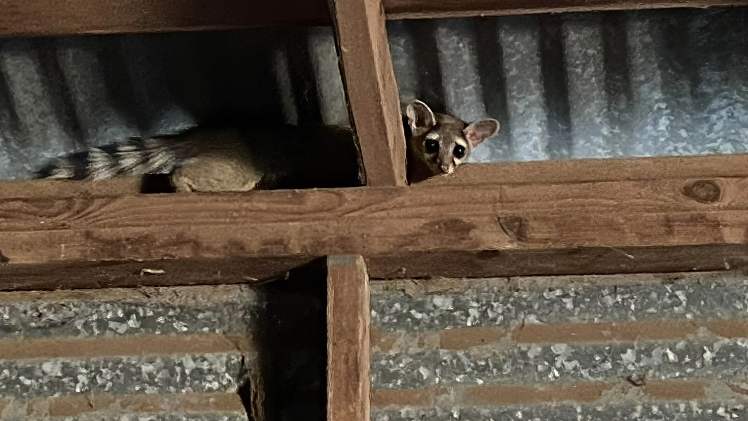 A small ring tail cat with wide eyes peeking out from a wooden shelf with its head and body partially hidden.