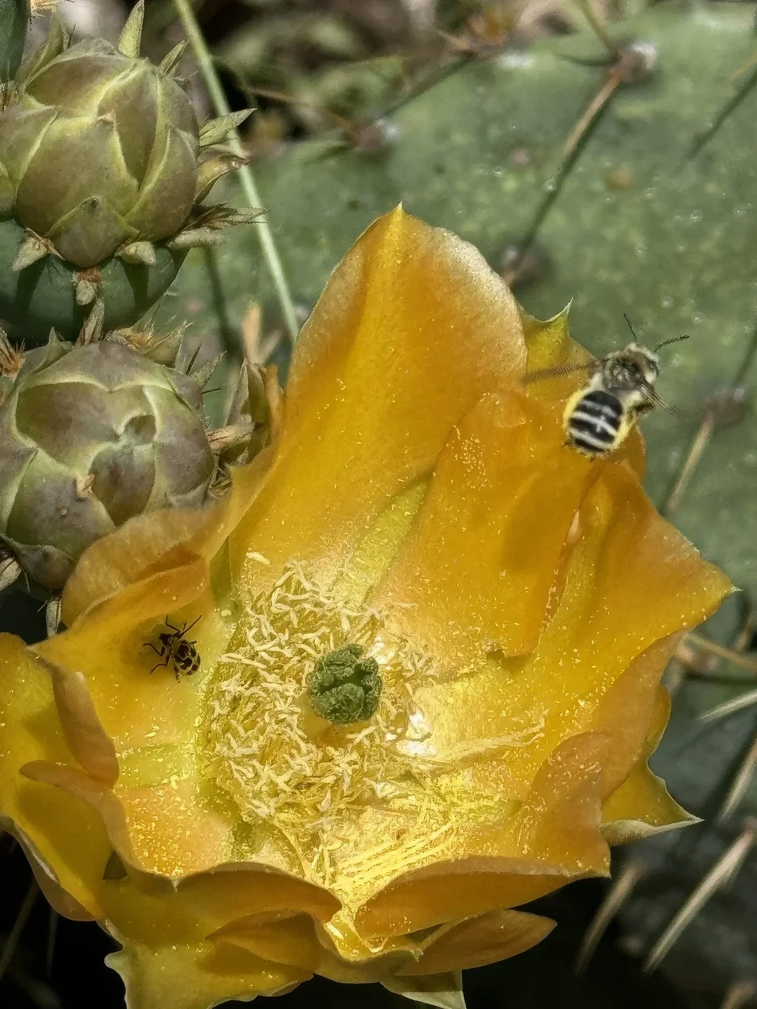 Yellow Prickly Pear Bloom with two bees on Mann Ranch