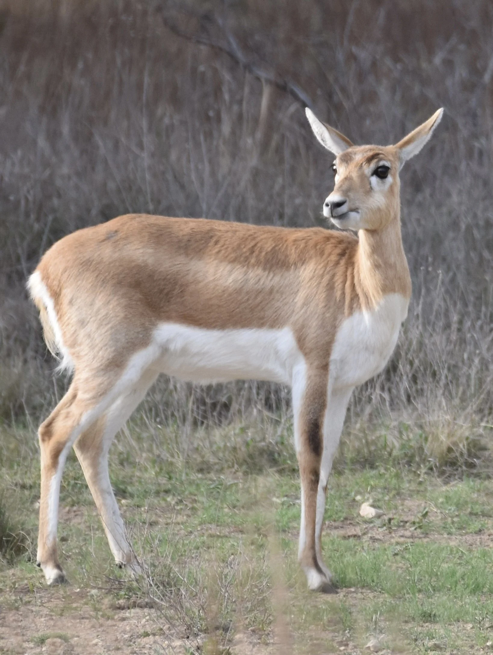 A White-Tailed Doe standing in a field