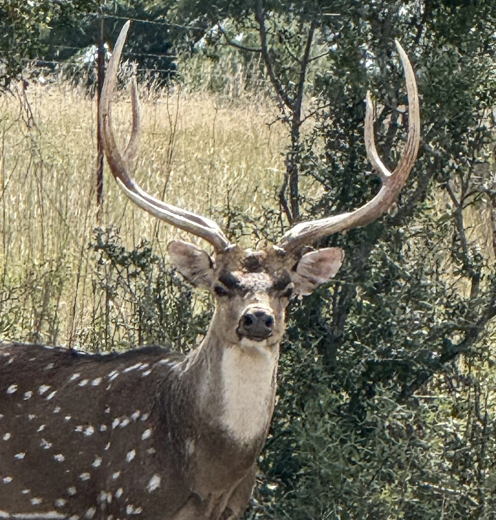 A close-up of an Axis deer head and antlers, with a background of trees and dry grass.