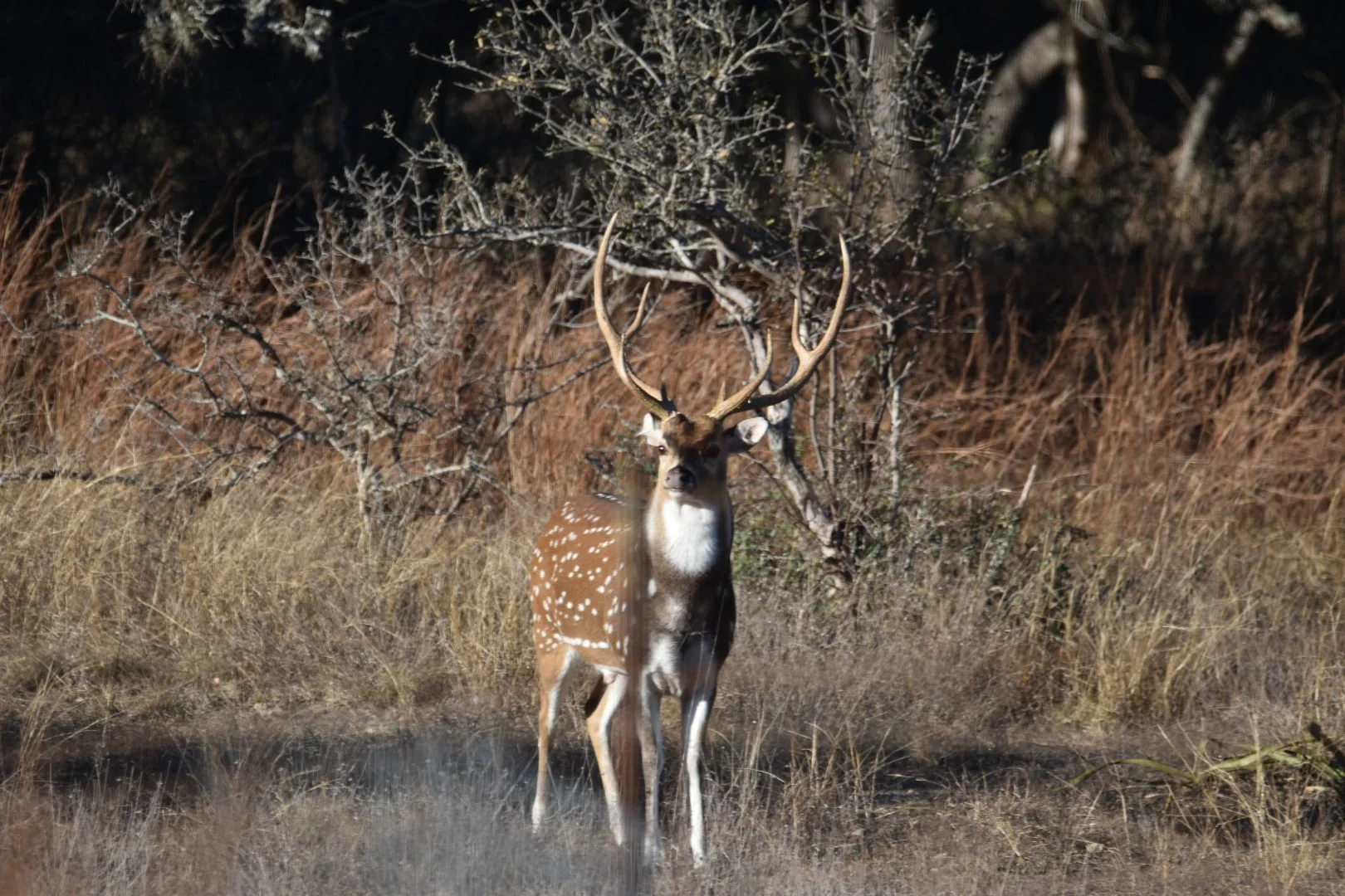 A Beautiful spotted Chital Buck along the tree line of a ranch