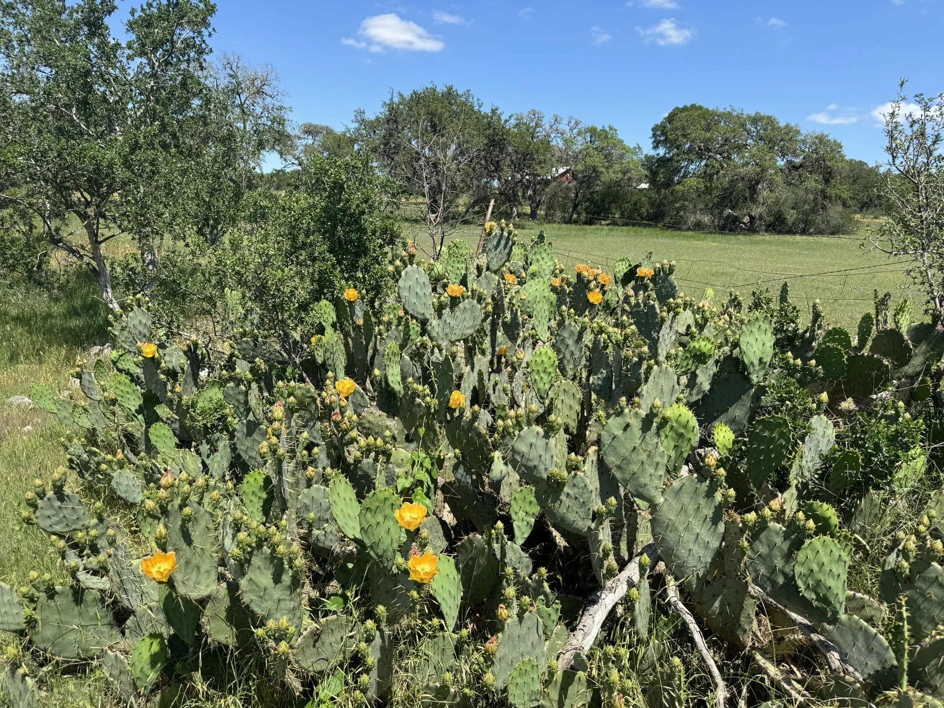 Nature around the ranch stumbling upon a grouping of prickly pear cactus with vibrant yellow blooms ion a sunny day with massive mature live oaks all around