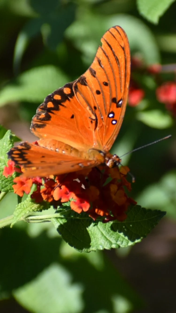 A vibrant orange Gulf Fritillary Butterfly sampling some reddish orange Lantana, Nature on the ranch. Mann Ranches can help you find your own slice of ranch life