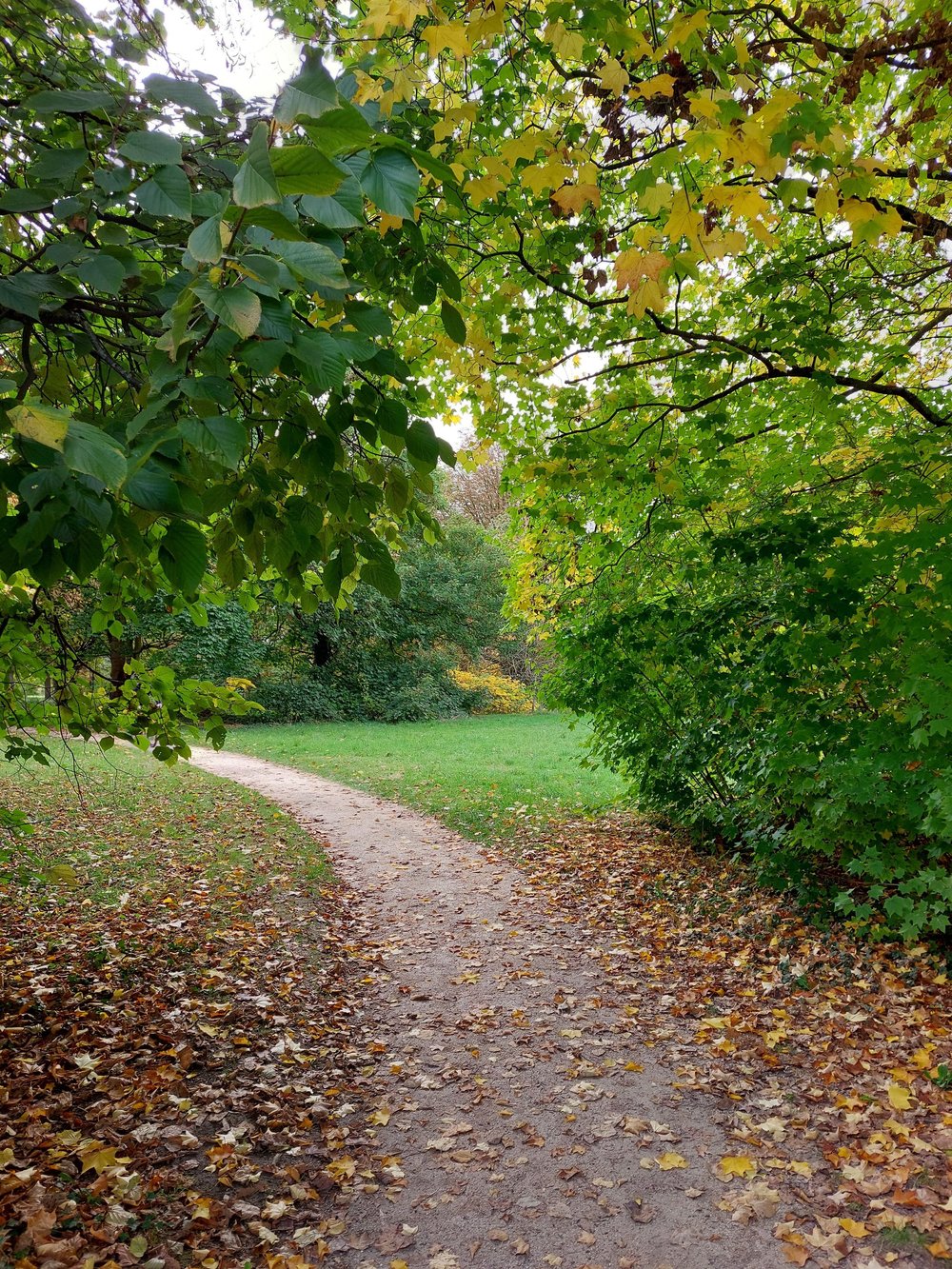 A quiet autumn path with warm gold and green leaves