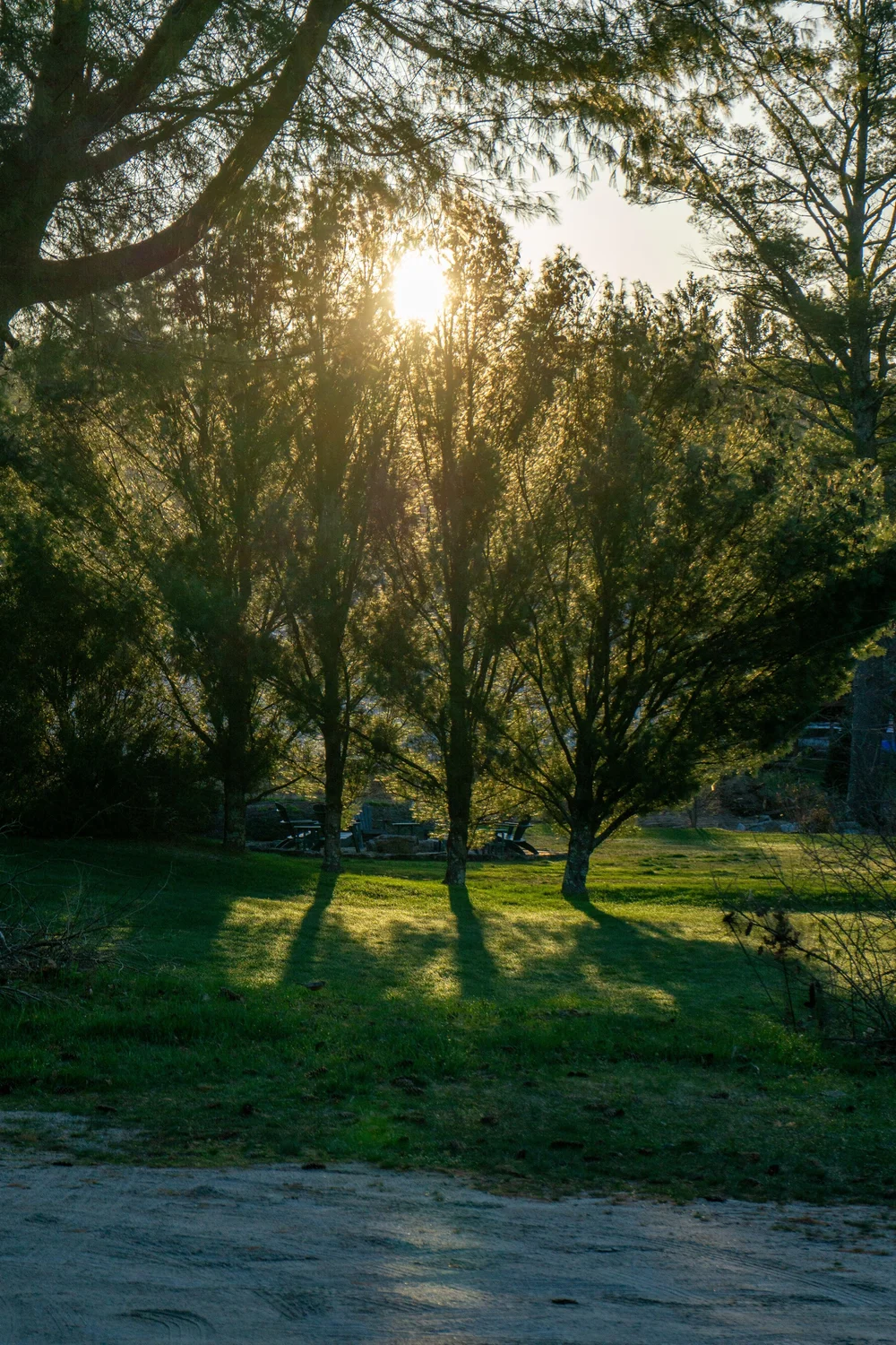Sunbeams cutting through tall pines