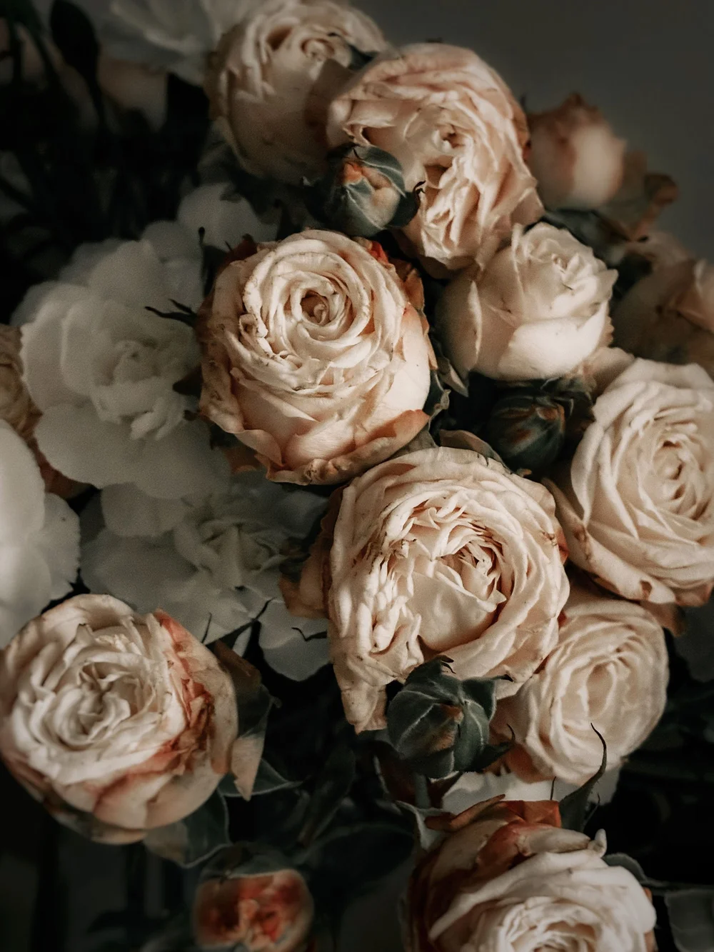 Cream garden roses in soft light