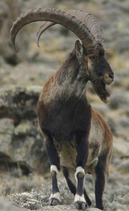 A mountain goat with large, curved horns standing in a rocky, alpine terrain.
