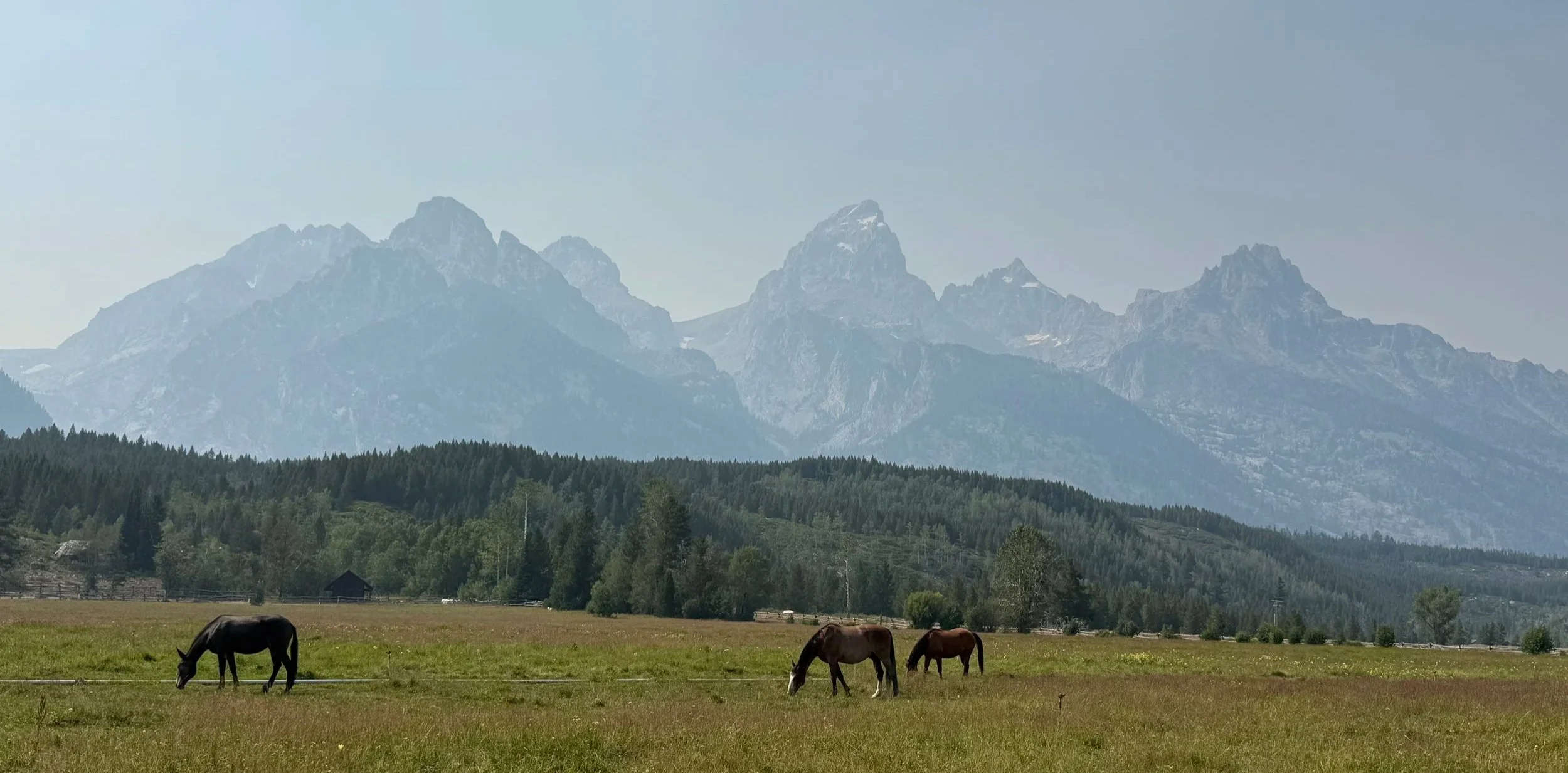 Grand Teton with horses