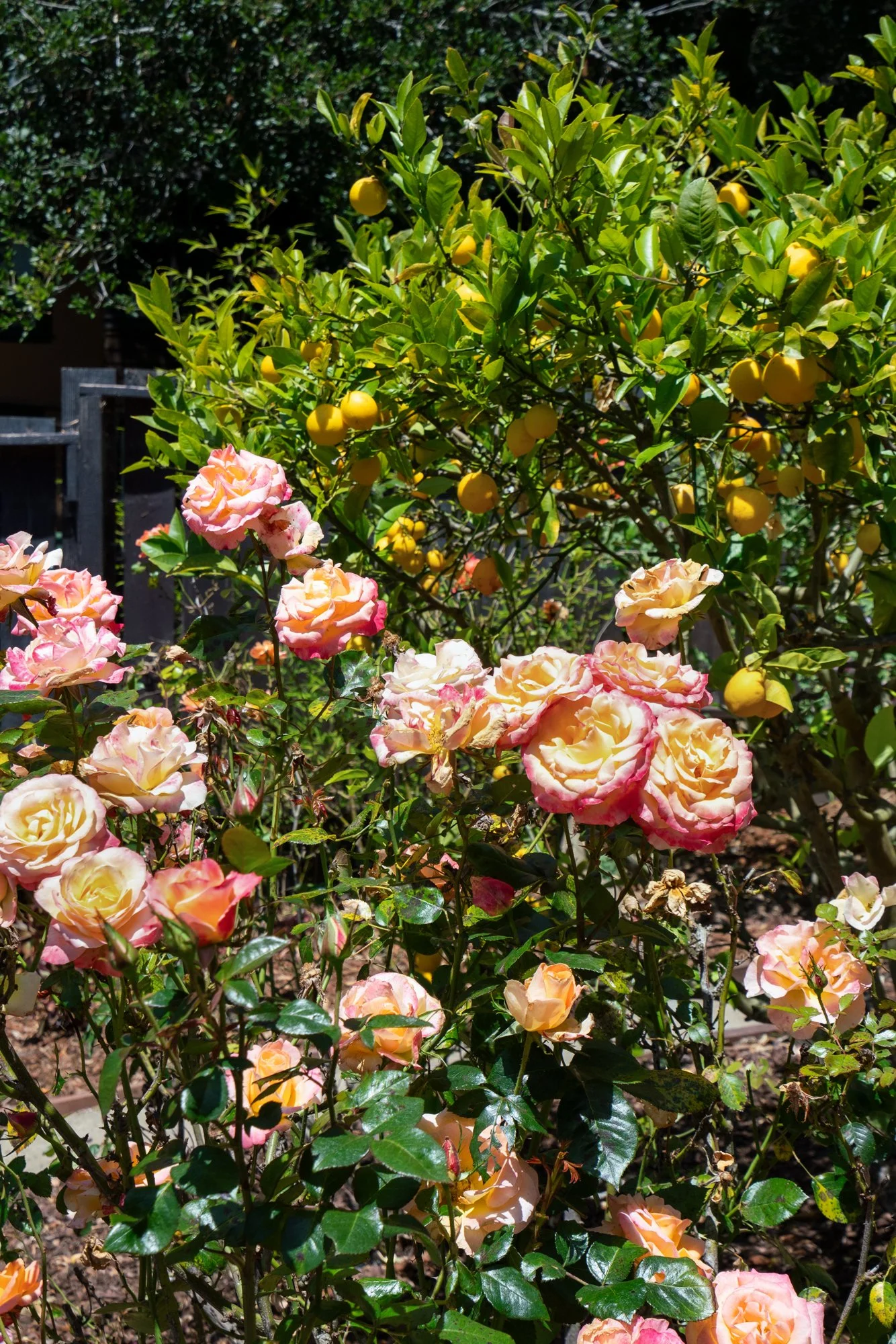 Yellow citrus fruit trees among pink and yellow roses in a garden.
