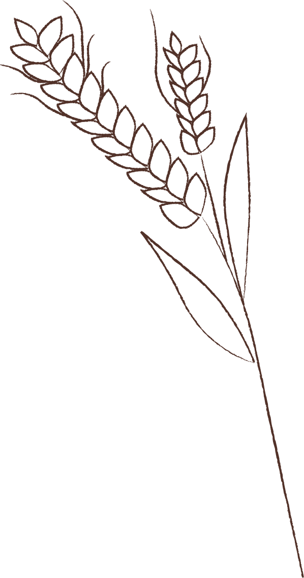 Outline of wheat stalks and leaves in brown color on black background.