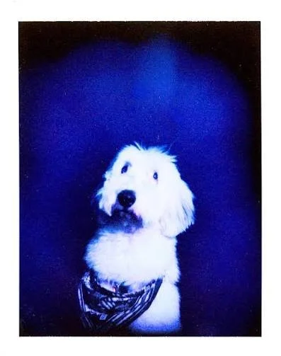 Single Aura Photo - 1 animal in photo (+human if needed)