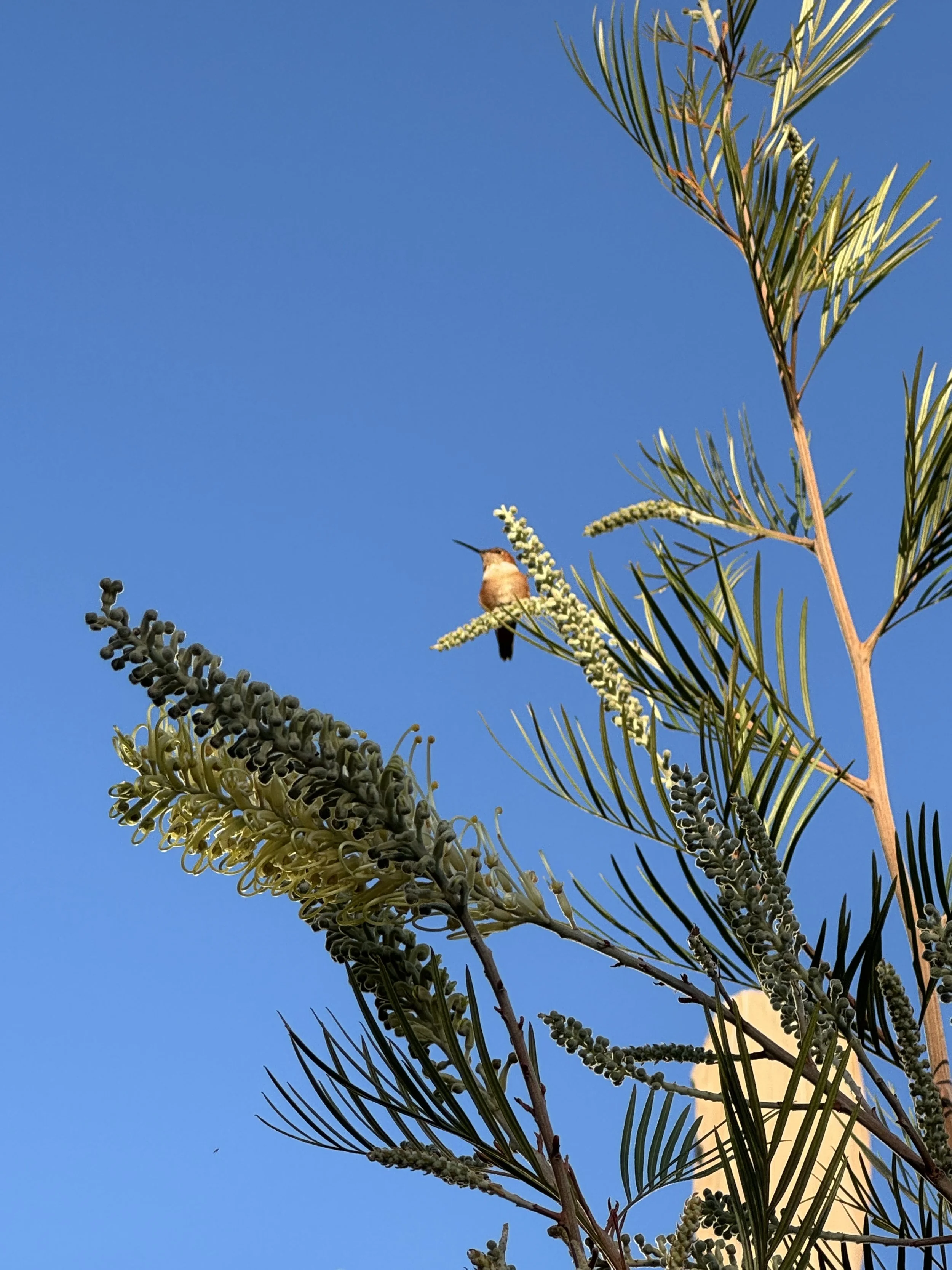 A hummingbird sits on colorful blooming flowers in front of a bright blue sky