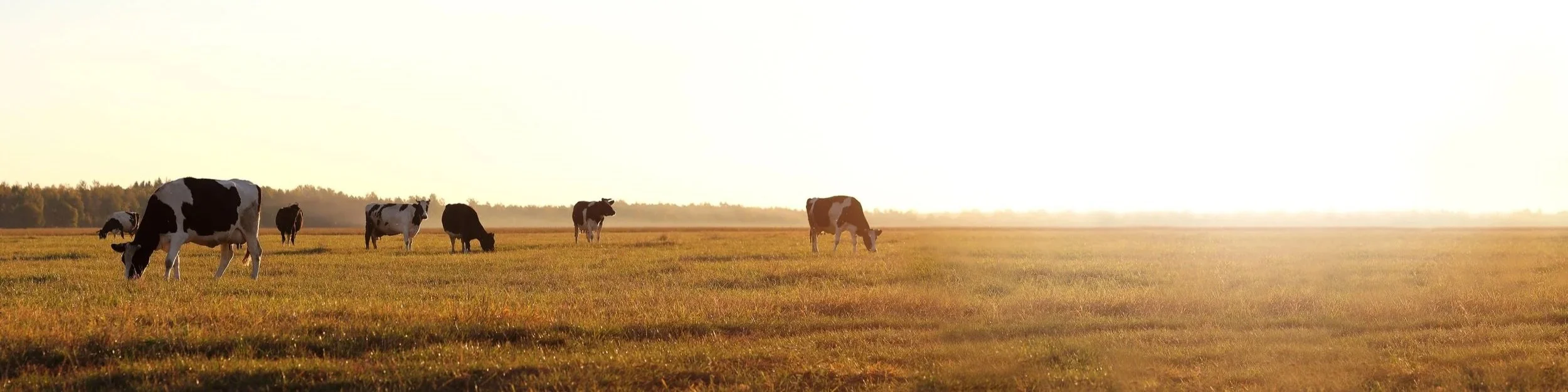 Cows grazing on a field at sunset with a distant tree line.
