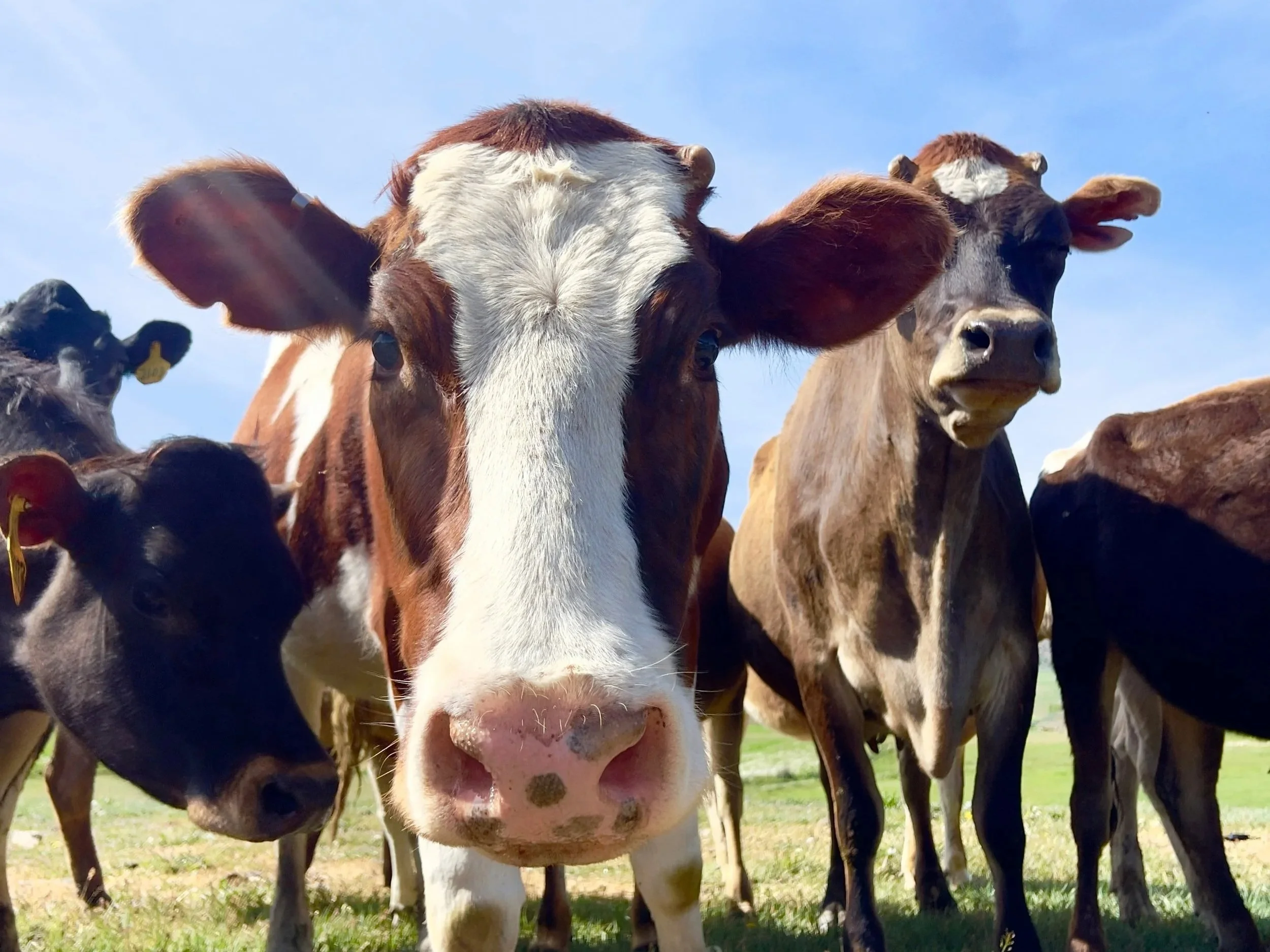 Detection of heat: the challenges of Silent Heat