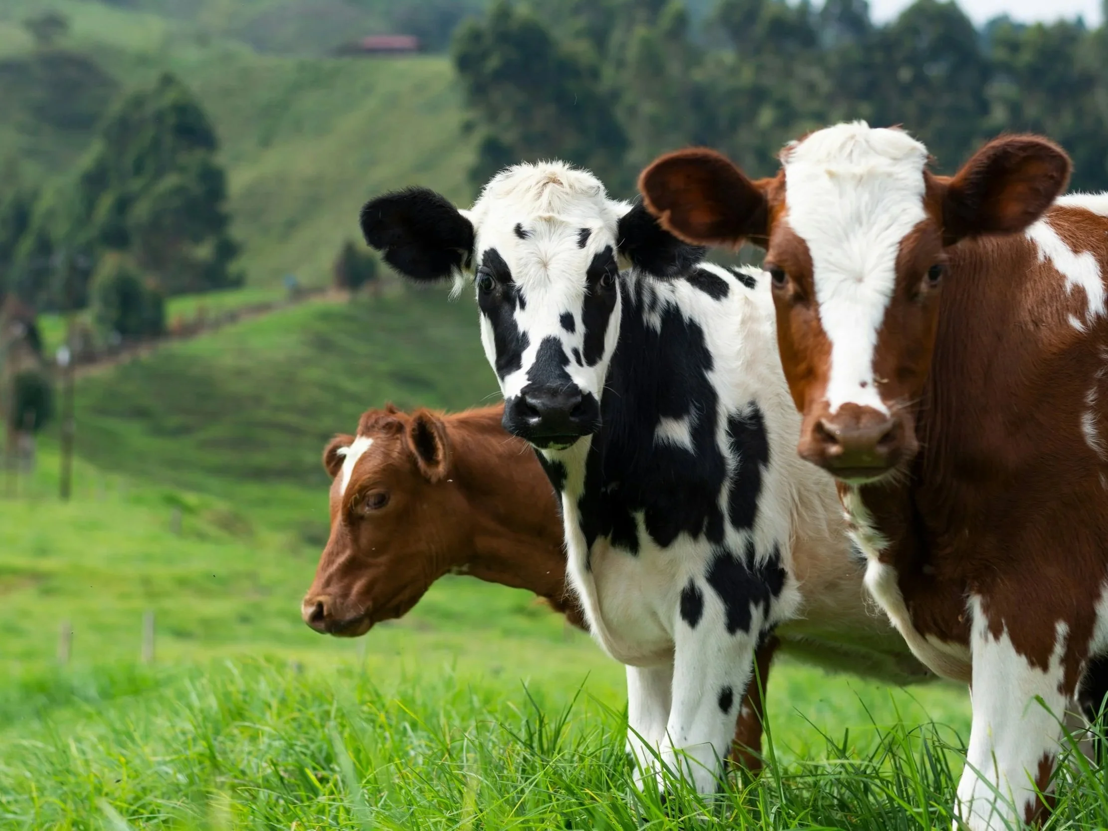 A brief history: Milk progesterone measurement