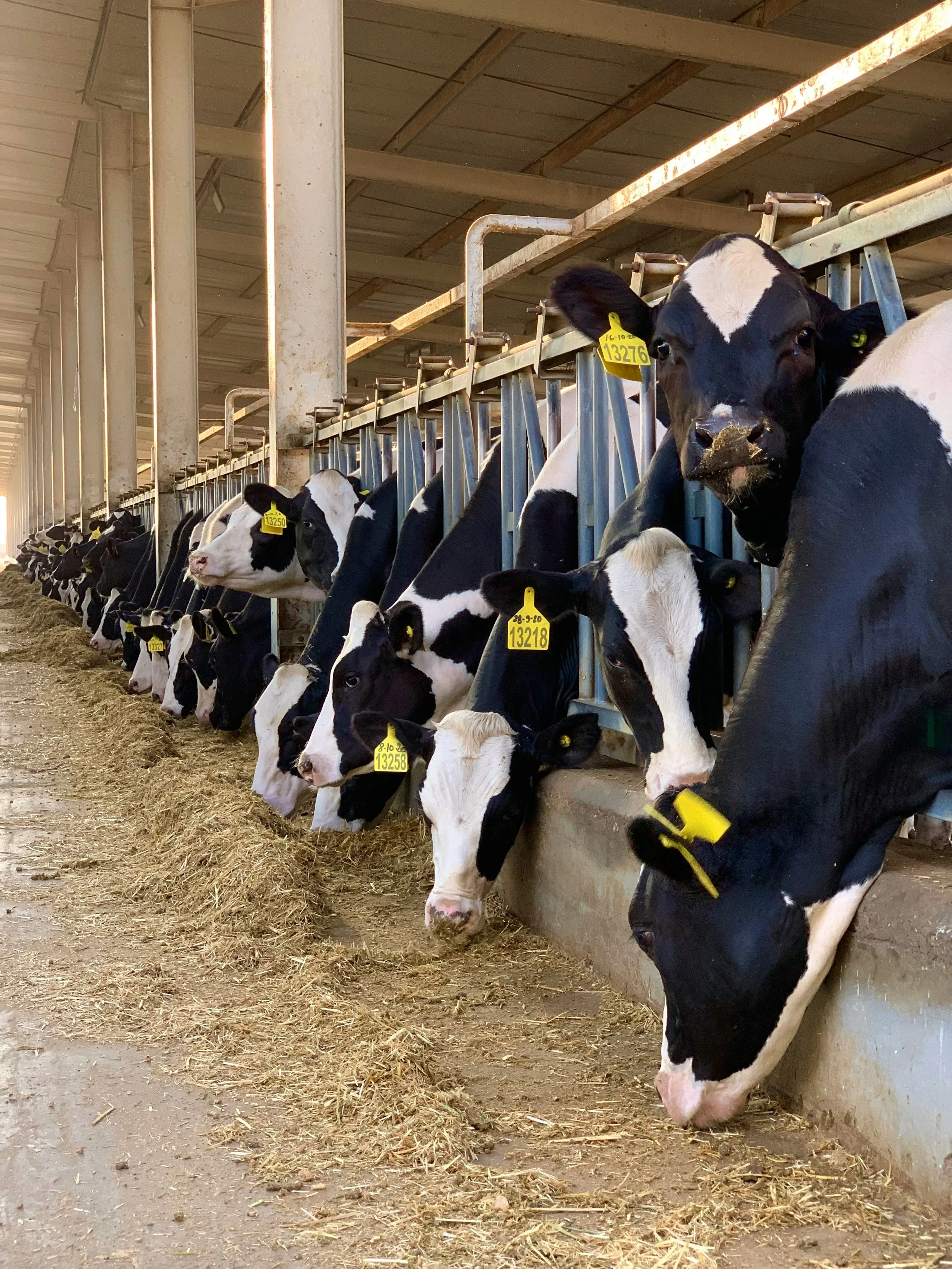 A brief history: Milk progesterone measurement