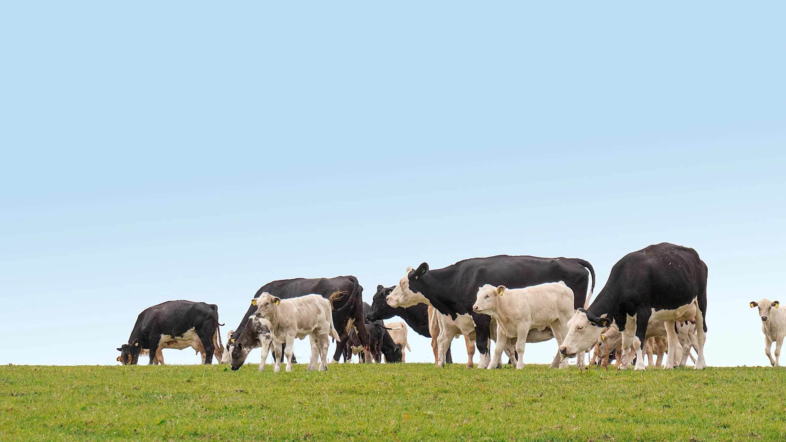 Block calving systems