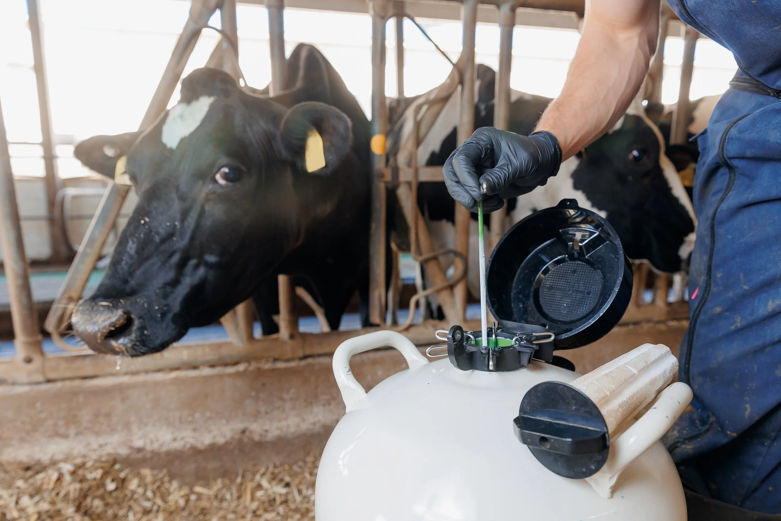 Artificial Insemination (AI) of dairy cattle