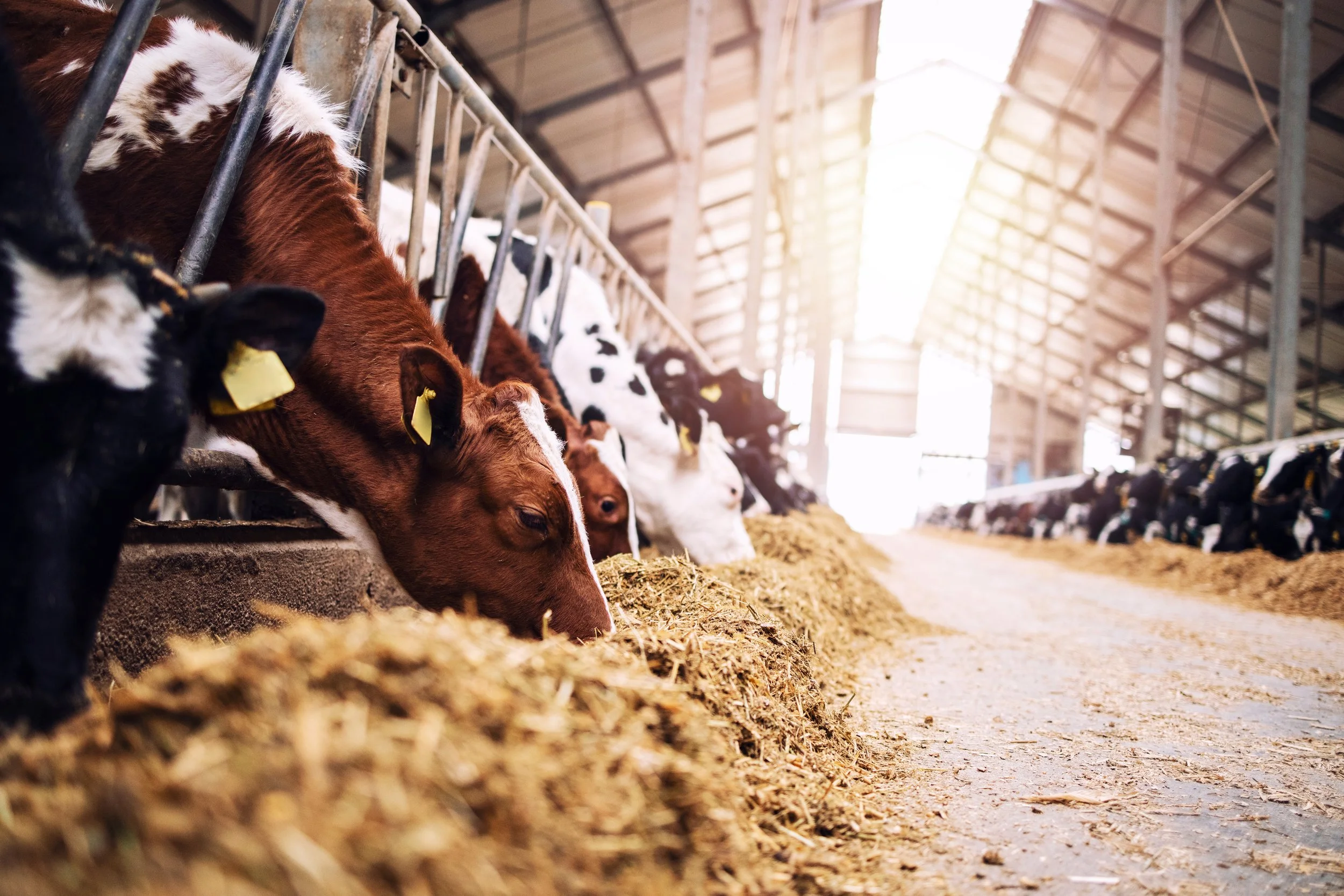 Pregnancy diagnosis in cows