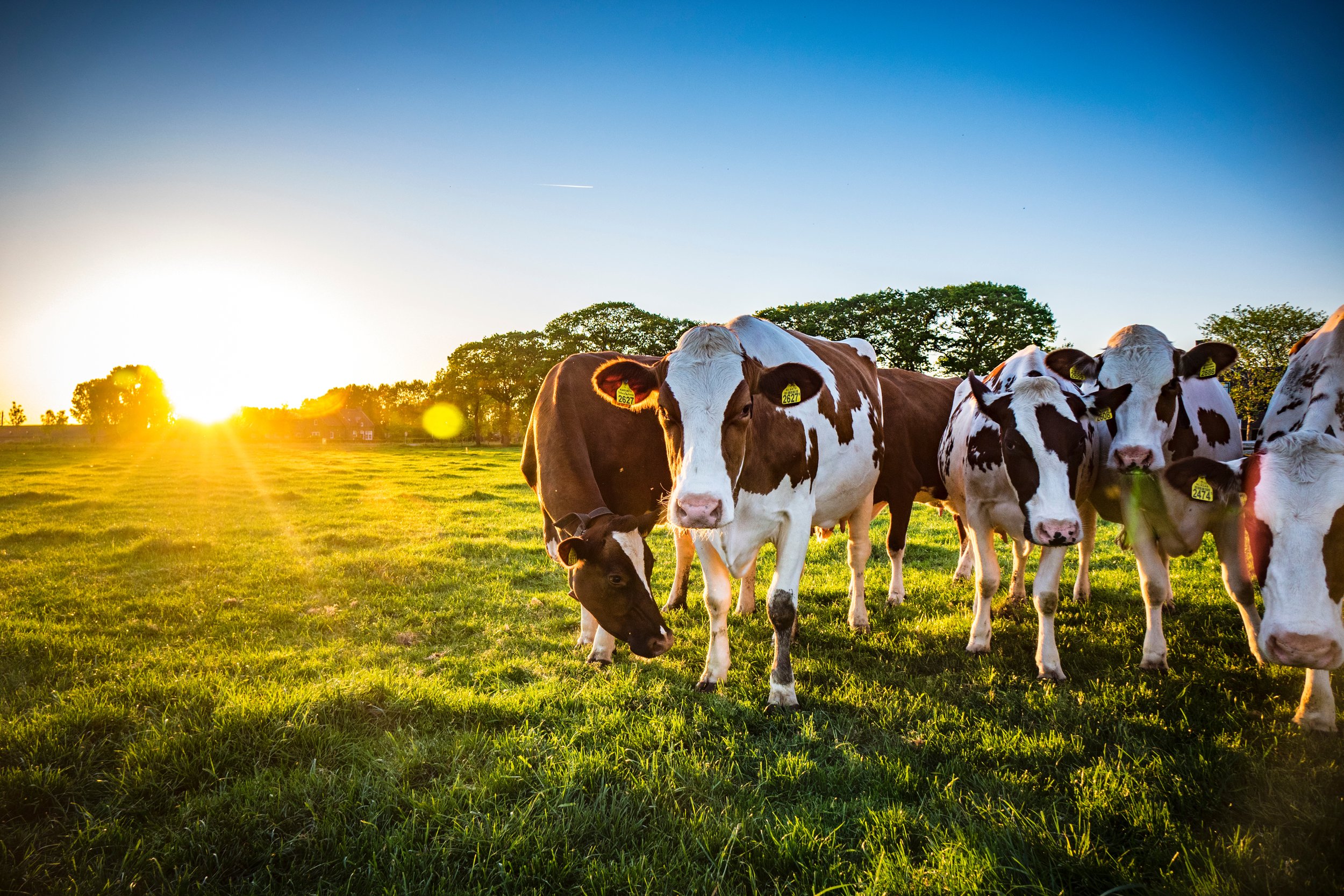 Calf development and foetal growth