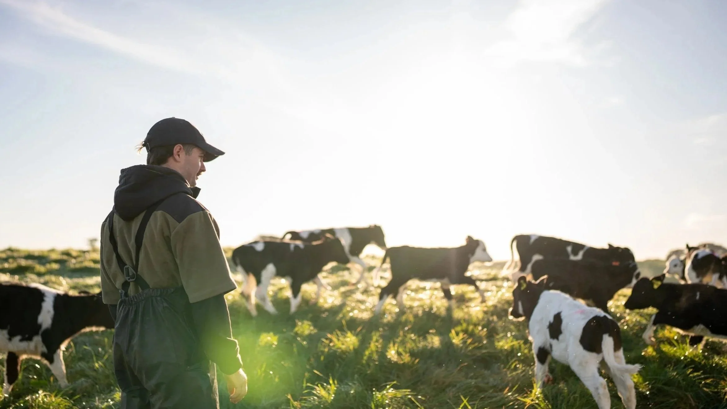 A person in farm attire, including a cap and jacket, standing in a grassy field with Black and White cows grazing during sunset.