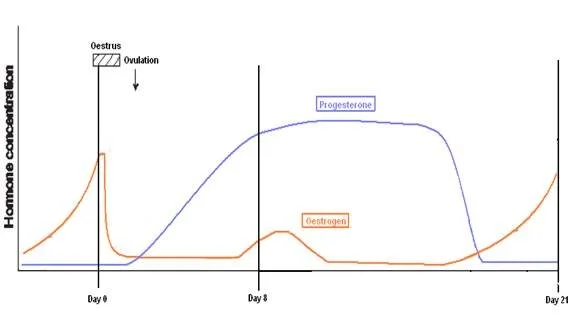 Graph illustrating hormone levels, including oestrus, ovulation, progesterone, and oestrogen over a 21-day cycle.