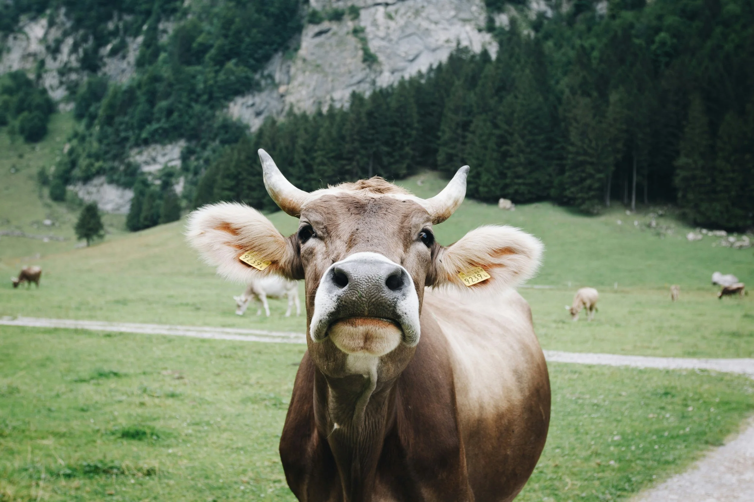 Close-up of a brown cow with white horns and yellow ear tags standing in a grassy field with other cows grazing in the background, mountains and trees behind.