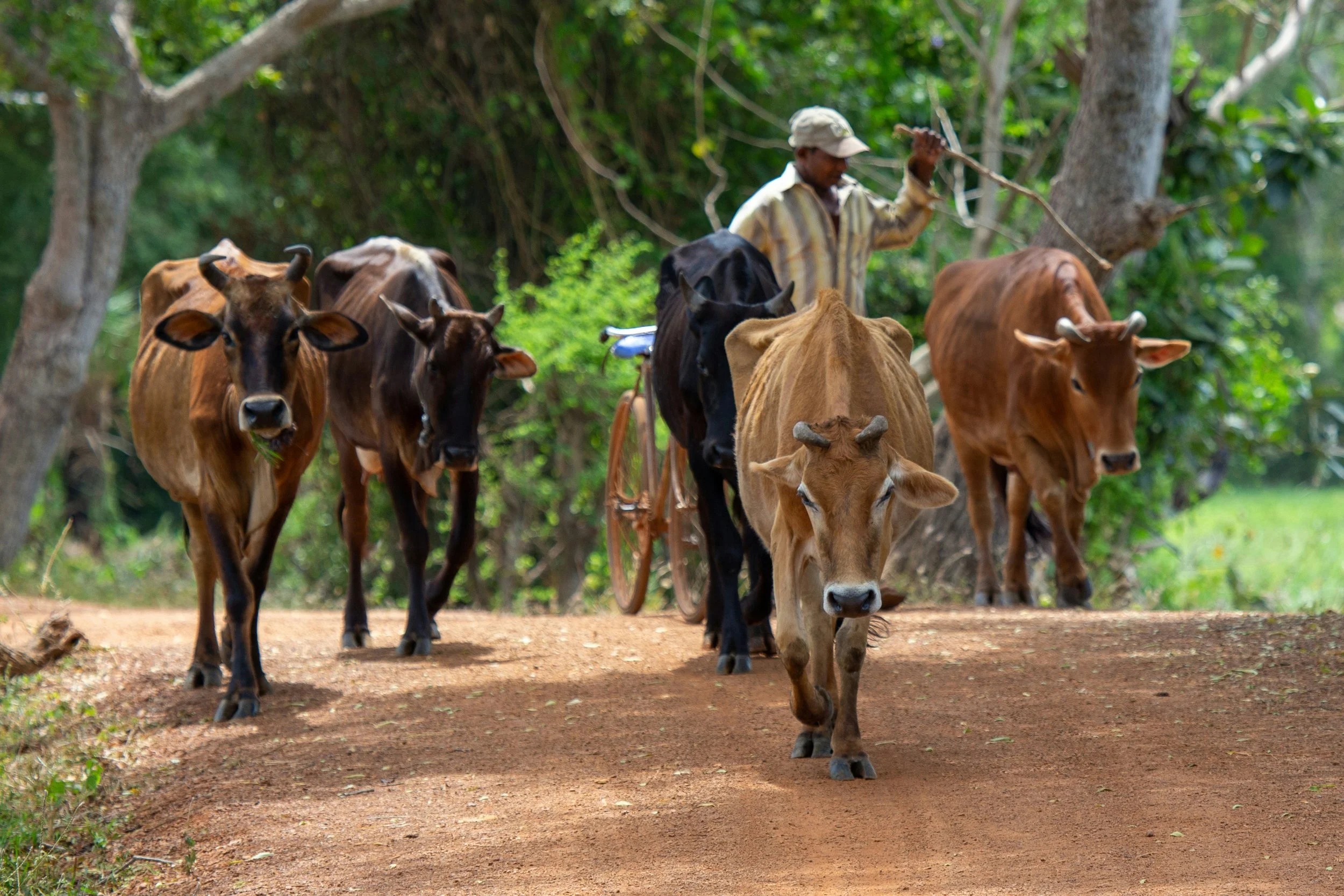 A man herding cows on a dirt path surrounded by green trees.