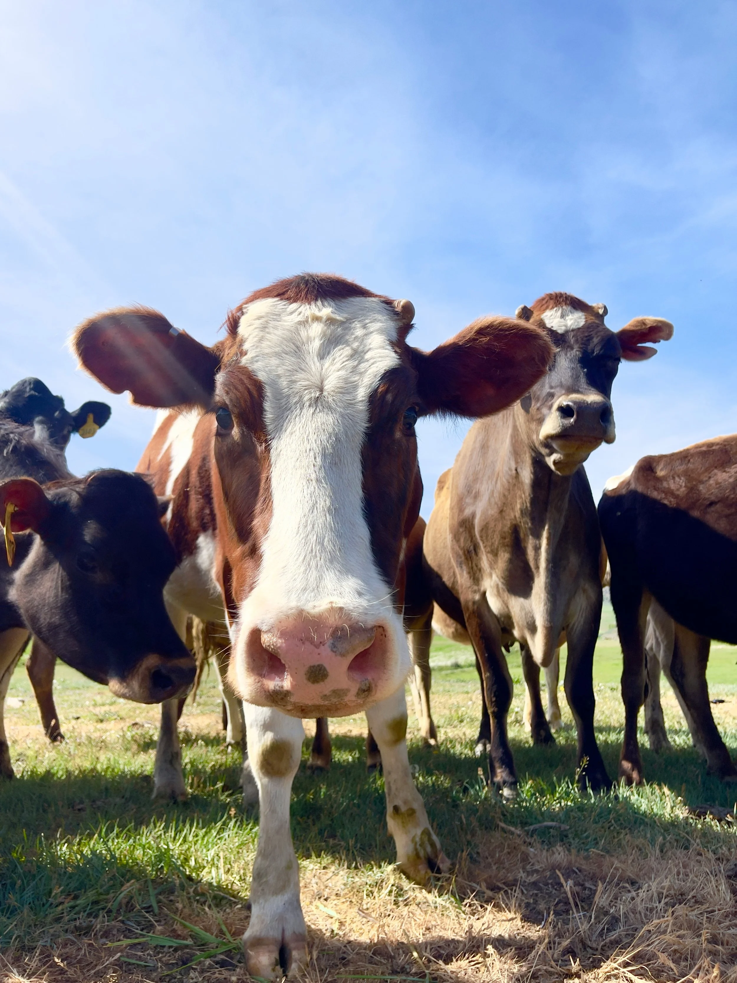Group of cows standing outdoors on grass with blue sky in the background.