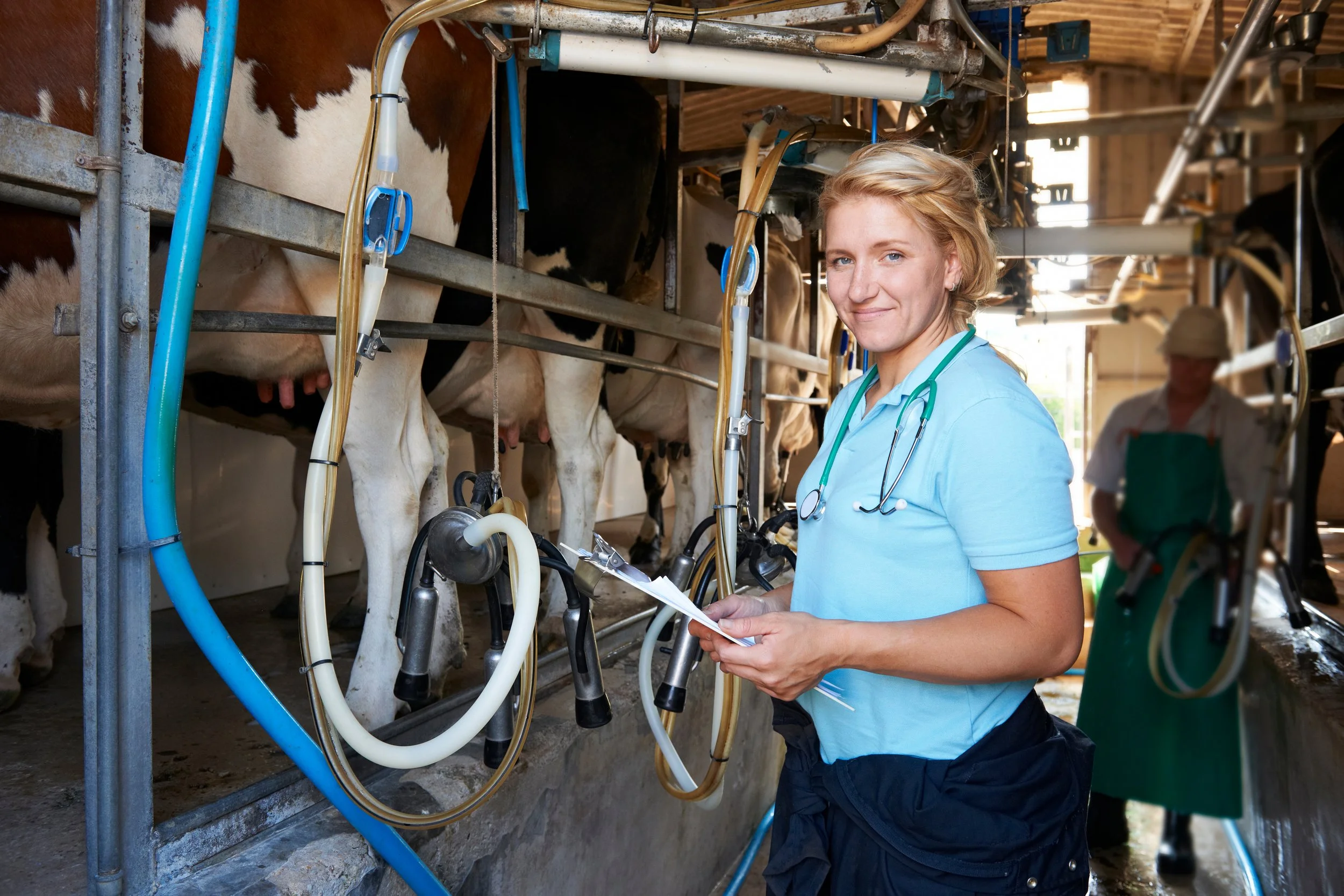 A veterinary technician checks a cow during a milking process in a barn.