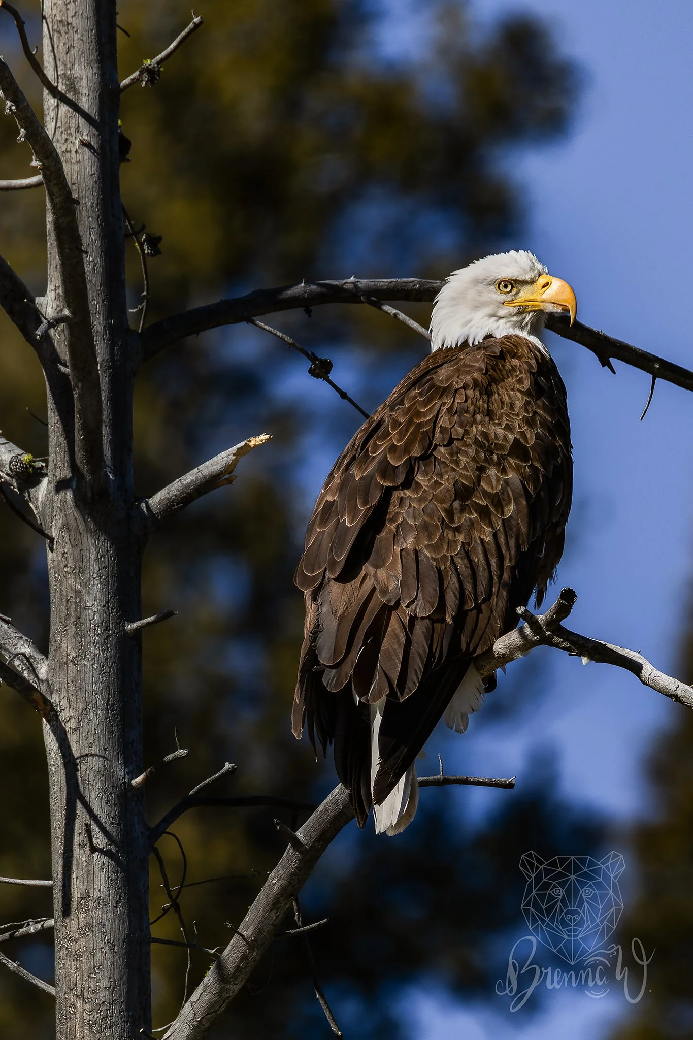 Lots of eagles in Stanley, Idaho. 