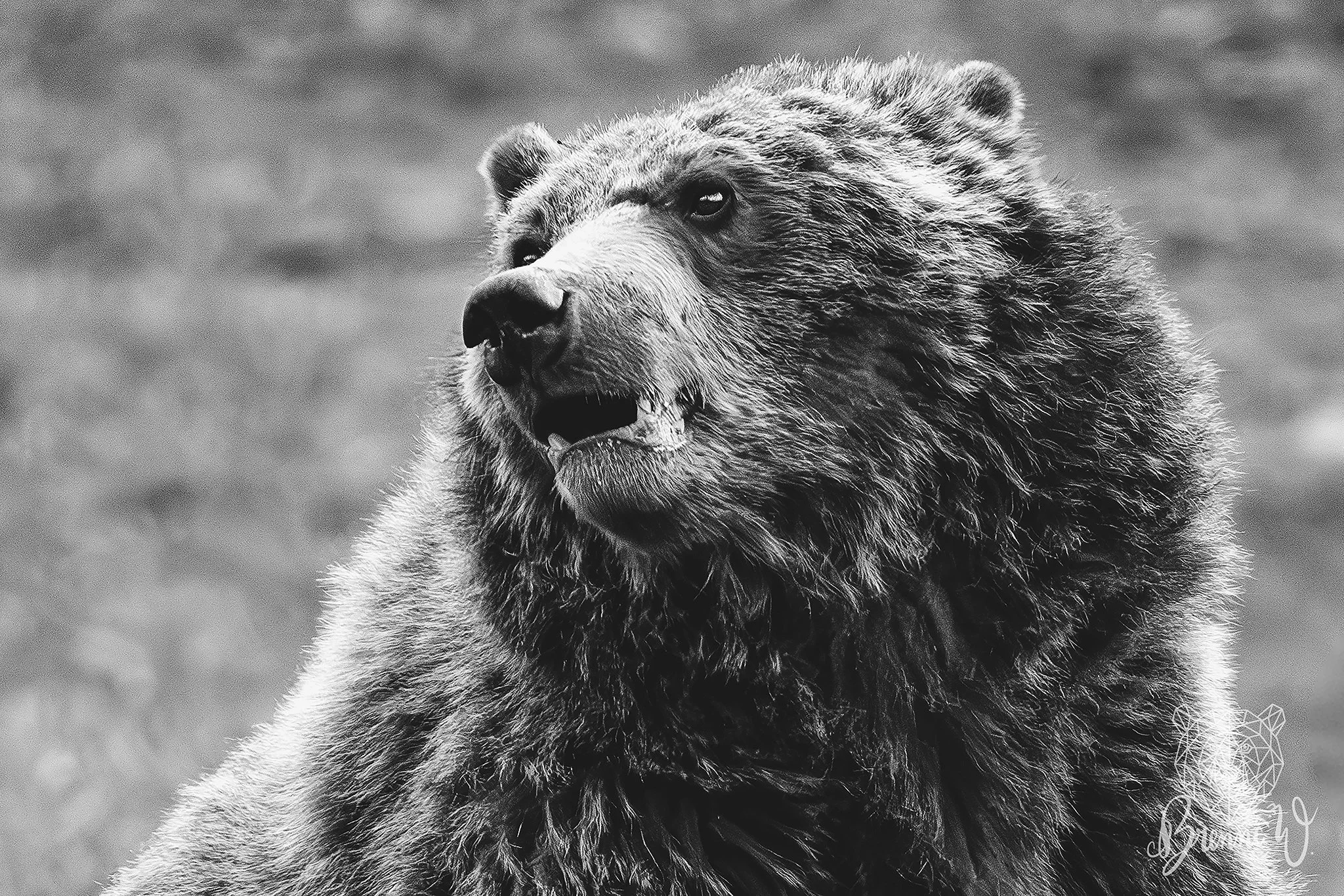 I adore grizzly bears, and I should probably try to love them a little less. This was from Yellowstone in April 2026.