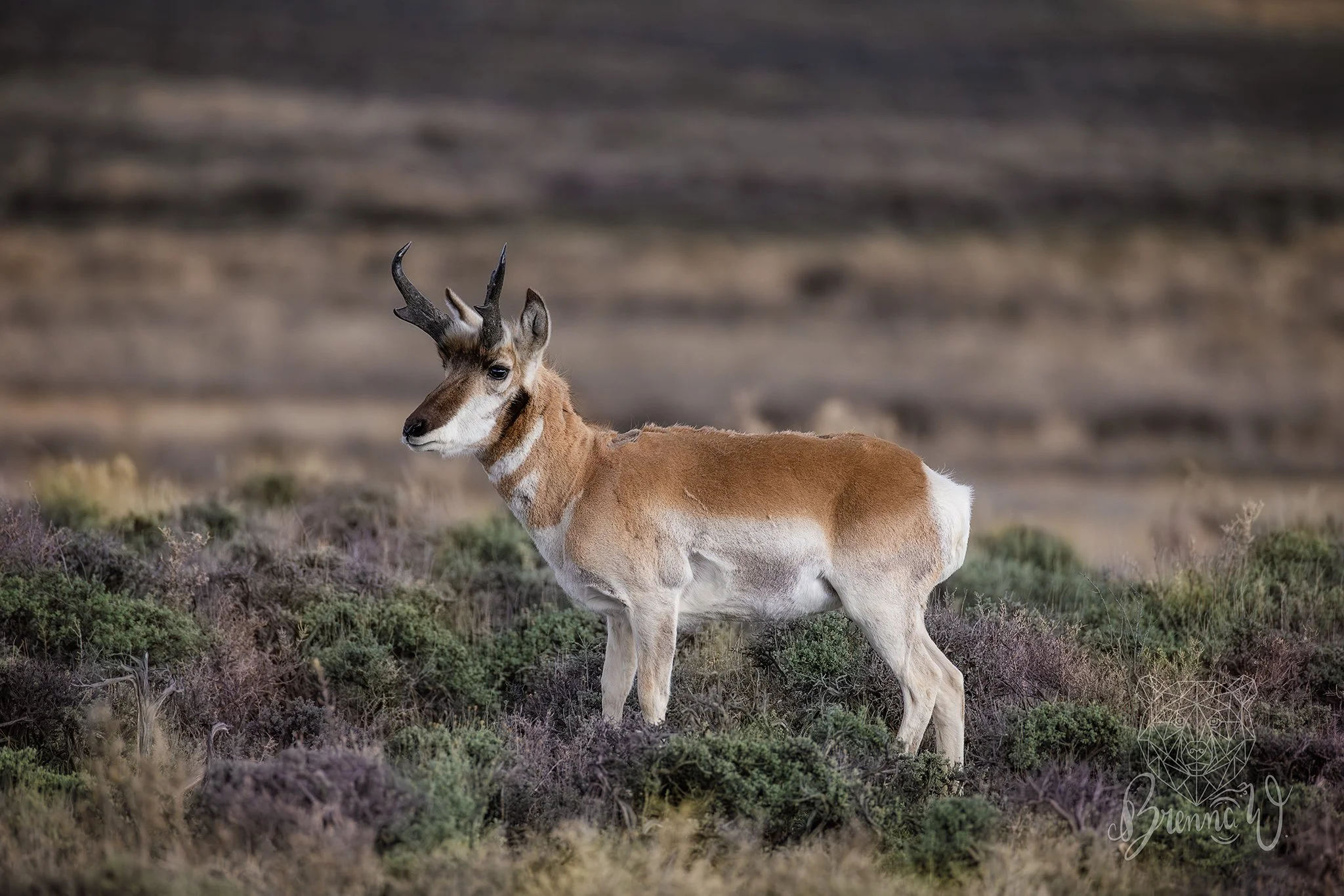 The fastest mammal in North America - the Pronghorn.