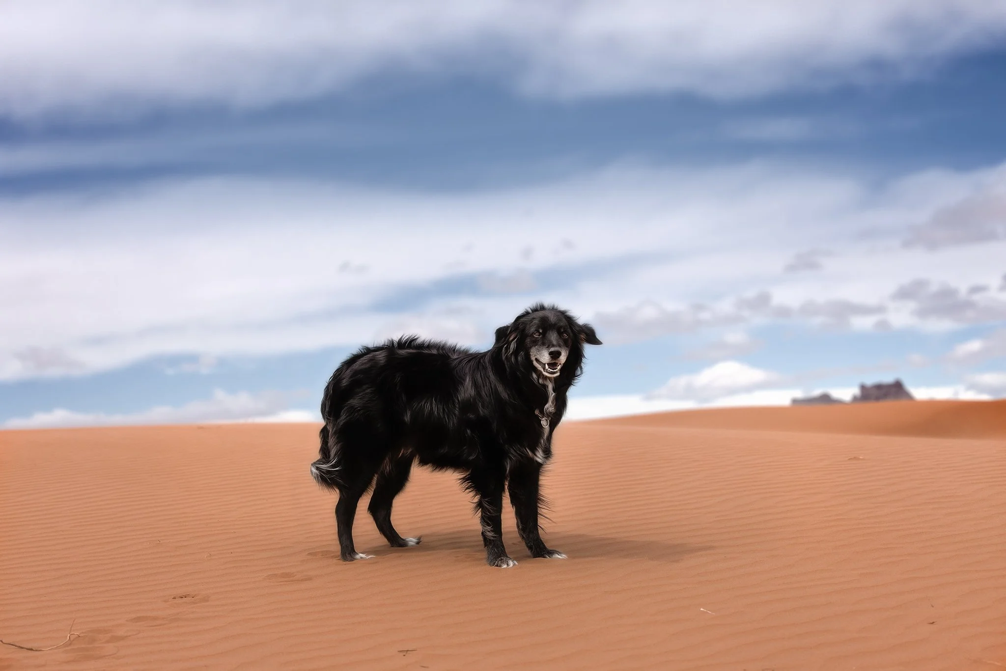 My boy, Loki. He's a pretty handsome guy, and it's hard to beat the backgrounds you find in the middle-of-nowhere, Utah.